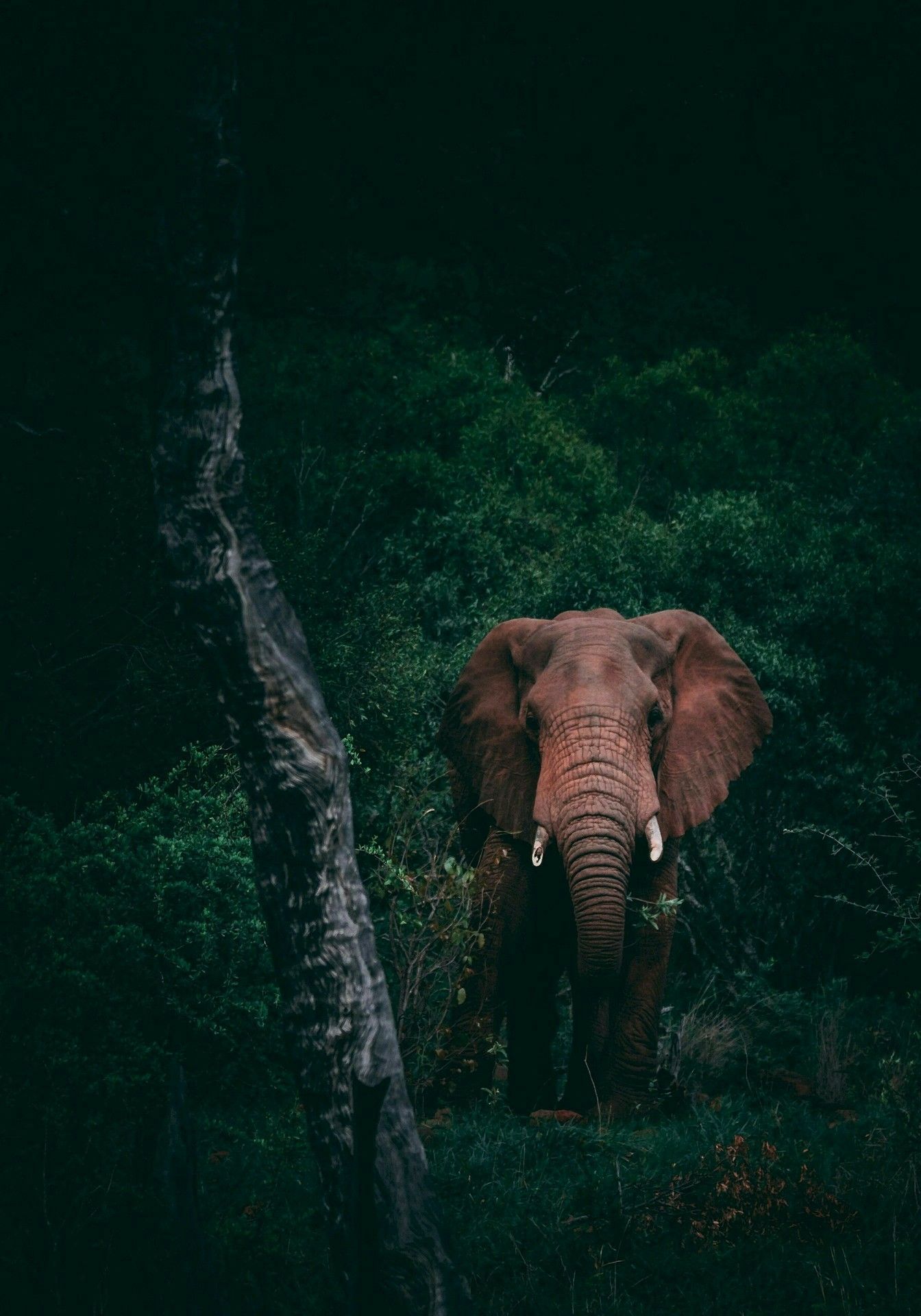 Elefant, Dunkler Wald, Dunkelgrün, Versteckt, Wildnis, Full HD, Hintergrundbild fürs Tablet