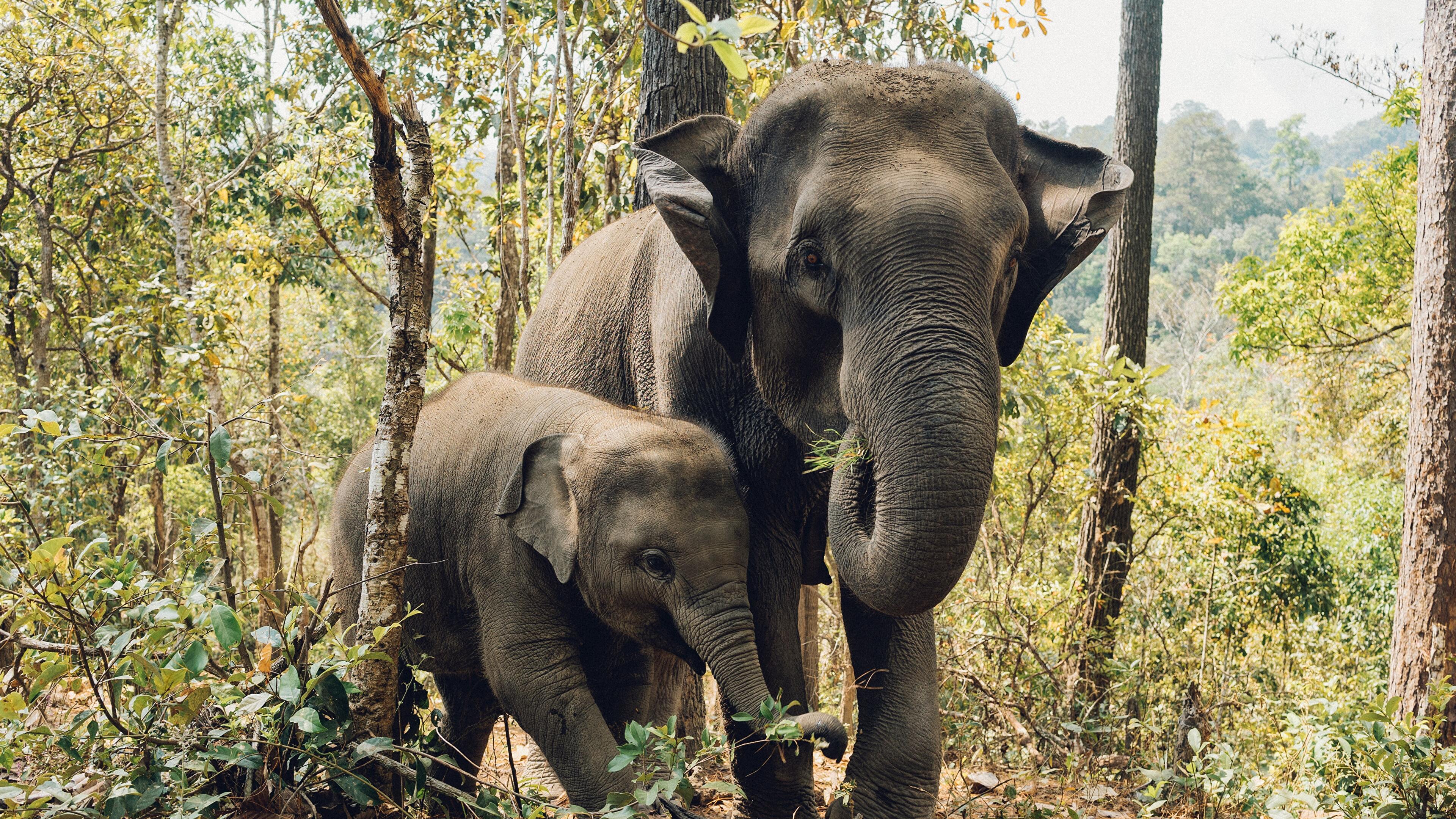 Asiatischer Elefant, Elefantenkalb, Wald, Familie, Natur, 4K, Desktop-Hintergrund