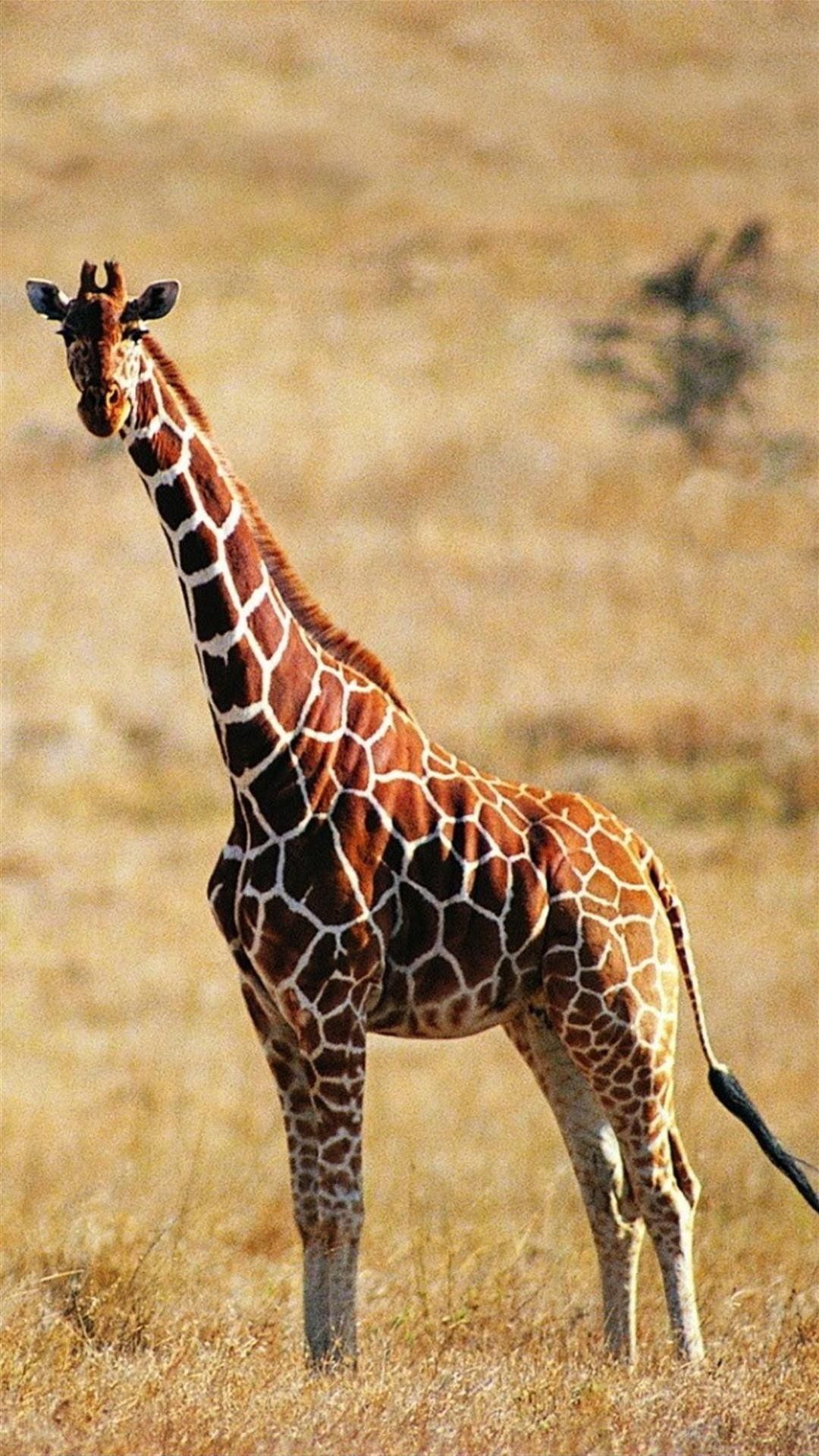 Giraffe, Savanne, Trockenes Gras, Wildtier, Full HD, Hintergrundbild fürs Handy