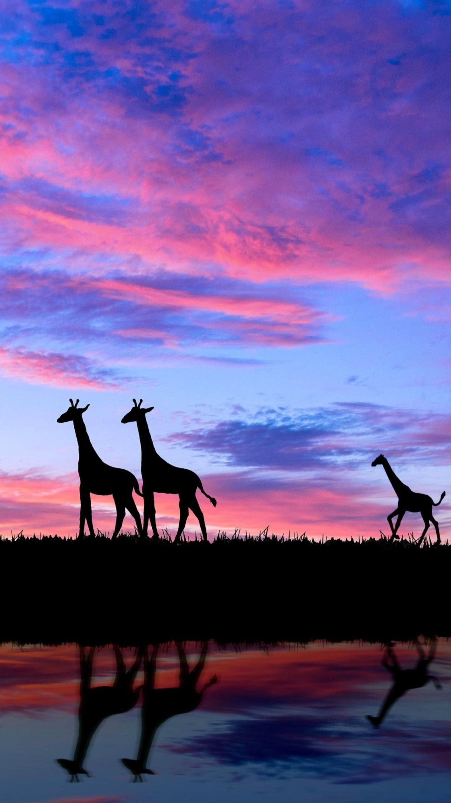 Giraffen, Silhouetten, Abendrot, Spiegelung, Pinker Himmel, QHD+, iPhone-Hintergrundbild