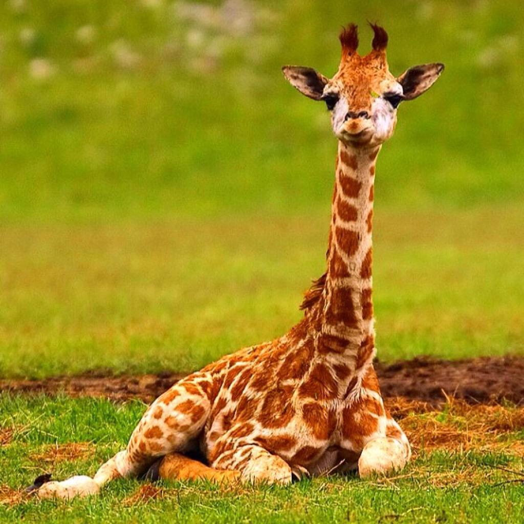 Liegende Giraffe, Wiese, Grünes Gras, Jungtier, Hintergrundbild für iPad und Tablet