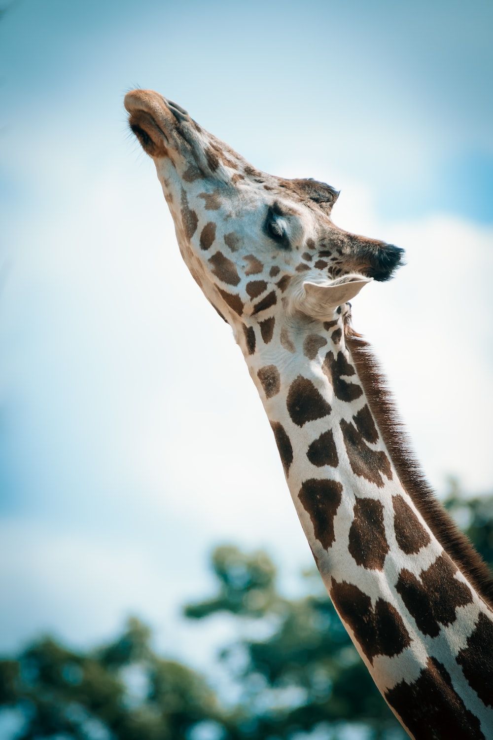 Giraffe, Froschperspektive, Himmel, Langer Hals, HD, Handy-Hintergrund im Hochformat