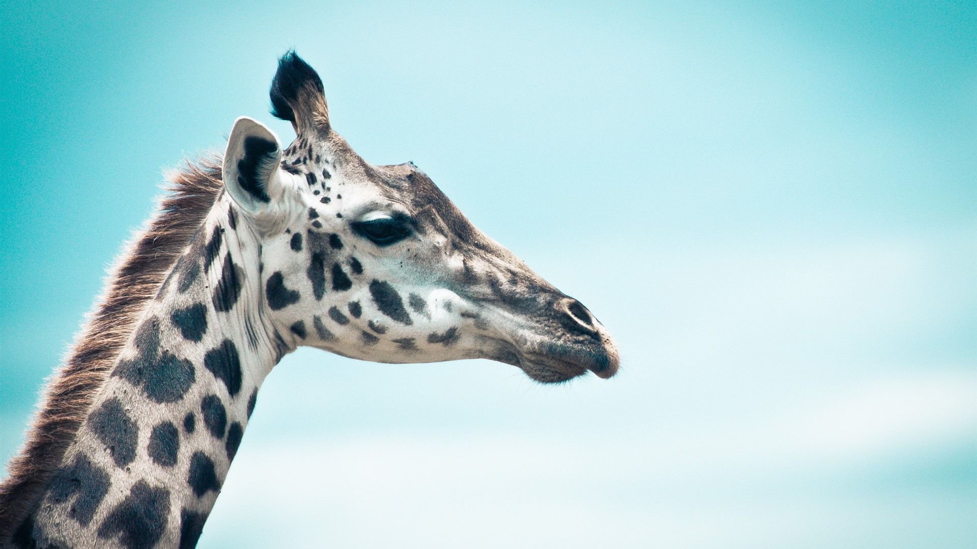 Giraffe, Profil, Türkiser Himmel, Nahaufnahme, 1920x1080, Full-HD-Hintergrundbild für PC