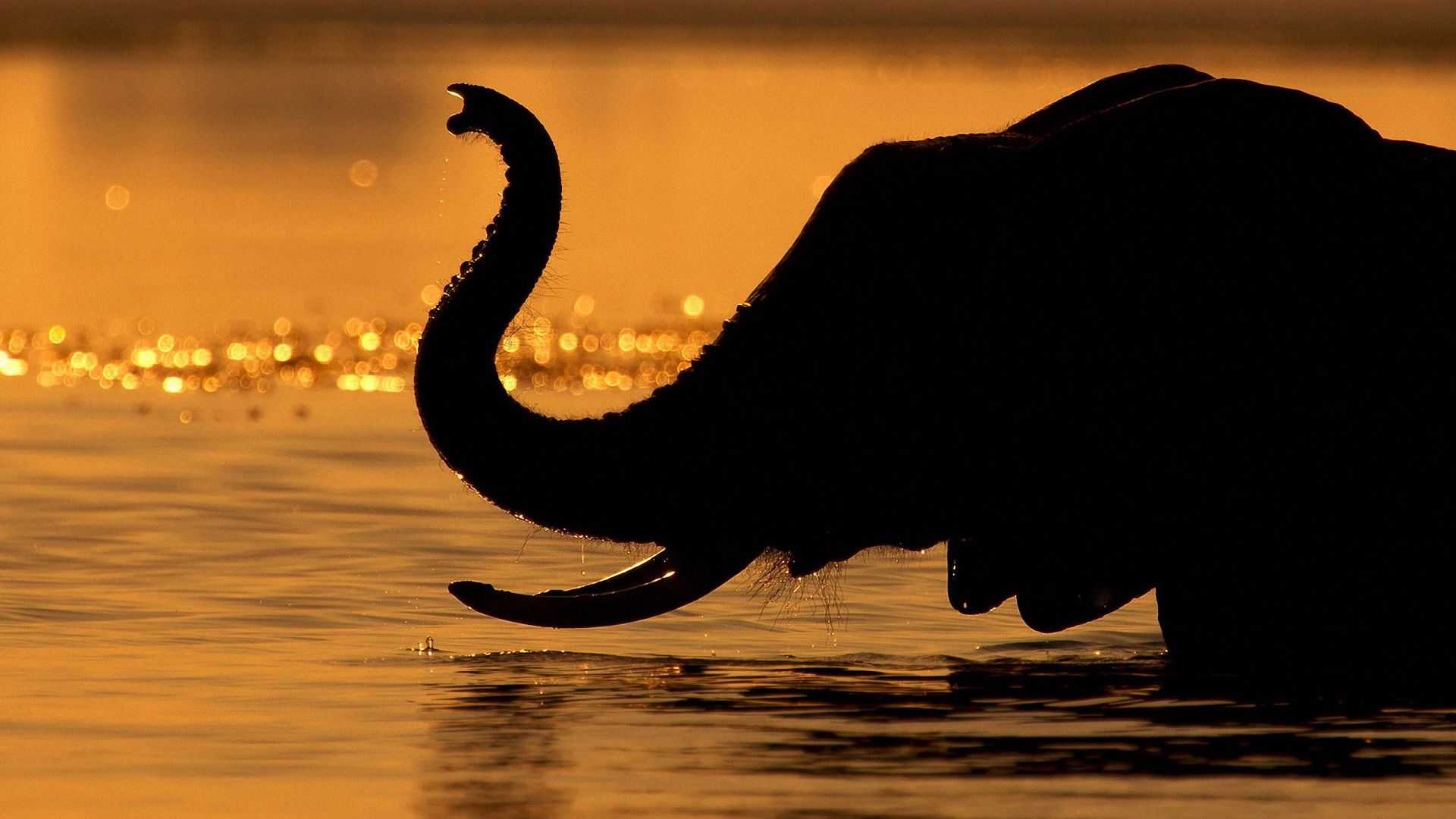 Elefanten-Silhouette, Wasser, Goldenes Licht, Rüssel, Sonnenuntergang, Full HD, PC-Hintergrundbild