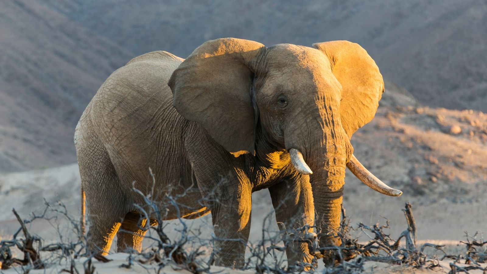 Afrikanischer Elefant, Stoßzähne, Trockene Landschaft, Hügel, Wildtier, HD, Breitbild-Hintergrundbild
