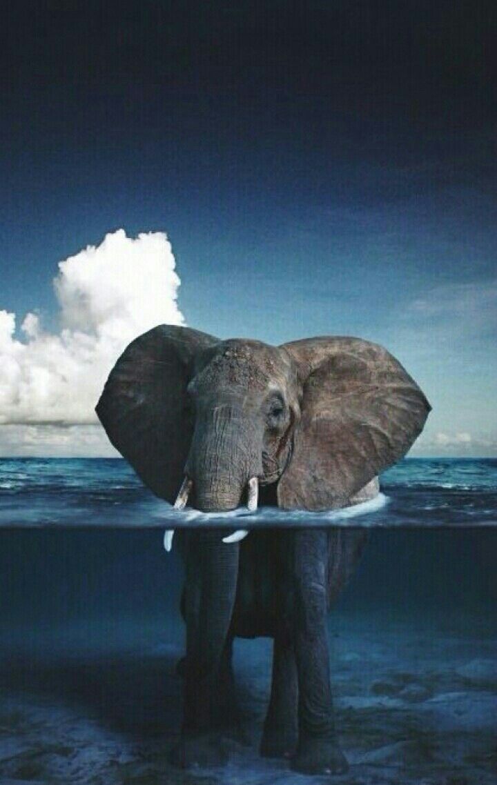 Elefant, Ozean, Wolken, Fotomontage, Surreal, HD, Hintergrundbild fürs Handy