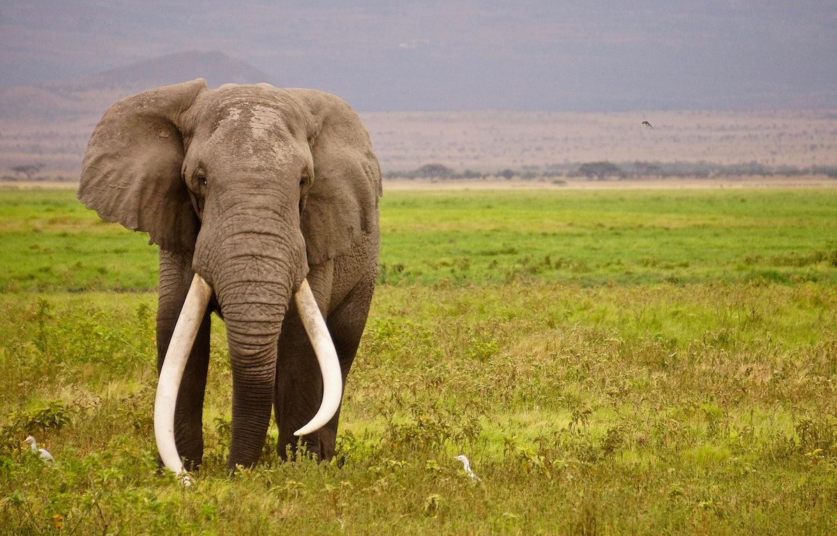 Afrikanischer Elefant, Lange Stoßzähne, Grasland, Savanne, Frontalansicht, Hintergrundbild