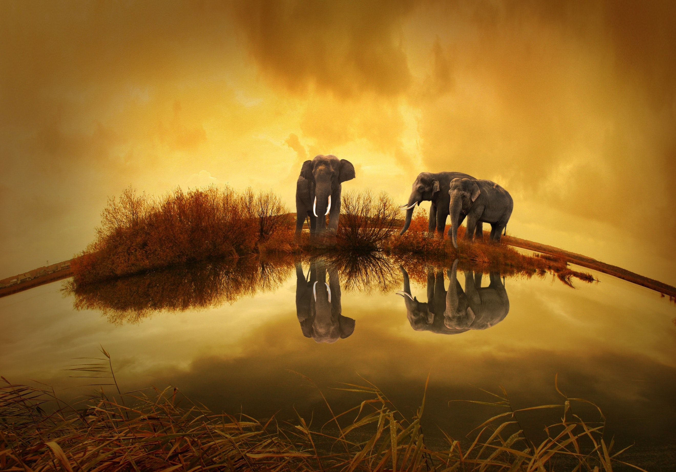 Elefanten, Spiegelung, Goldener Himmel, Wasserstelle, Sonnenuntergang, 2K, Laptop-Hintergrundbild