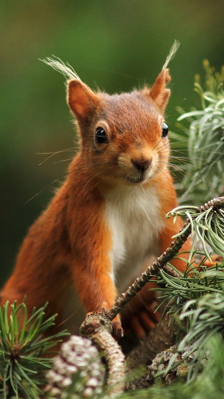 Eichhörnchen, Pinienzapfen, Kiefernzweig, Pinselohren, Rotbraunes Fell, Android-Hintergrundbild