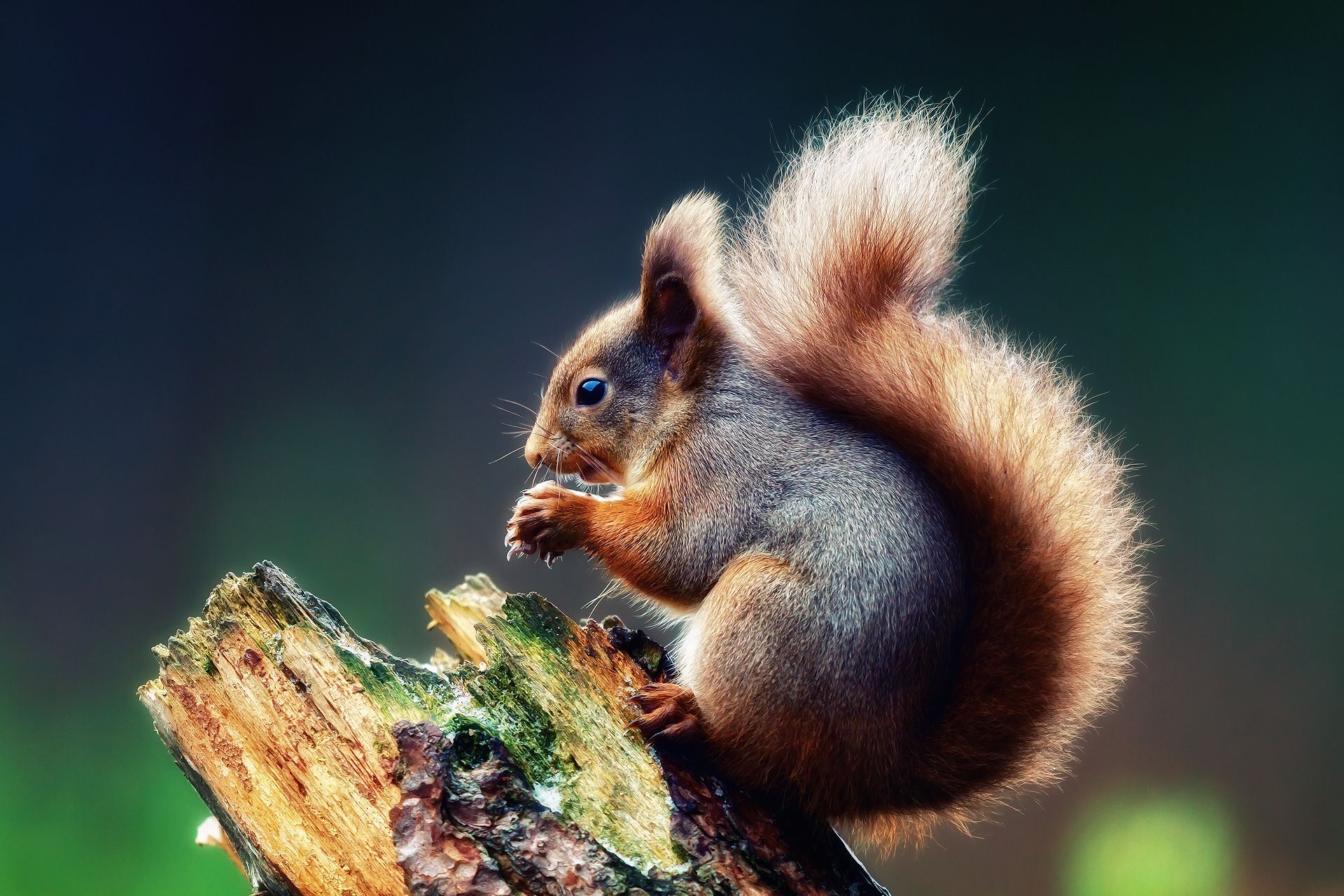 Eichhörnchen, Buschiger Schwanz, Baumstumpf, Fressen, Grüner Hintergrund, Full HD Wallpaper