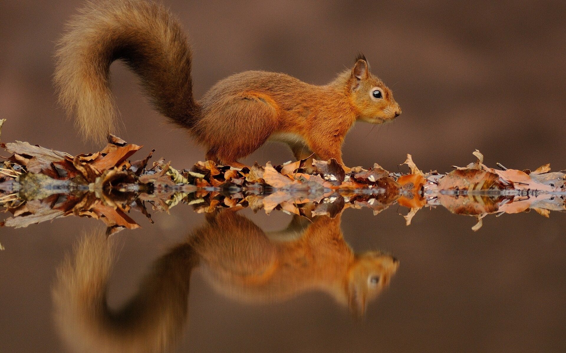 Eurasisches Eichhörnchen, Spiegelung, Herbstlaub, Wasser, Braune Töne, Full HD, Breitbild-Hintergrundbild