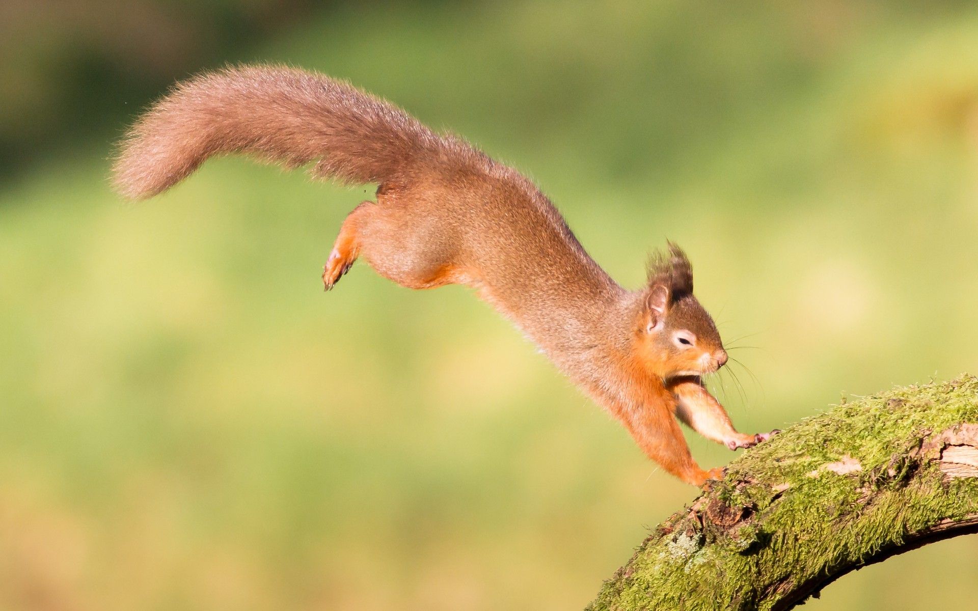 Eichhörnchen, Sprung, Moosiger Ast, Bokeh, Wildtier, 16:10, Full-HD-Hintergrundbild für den Desktop