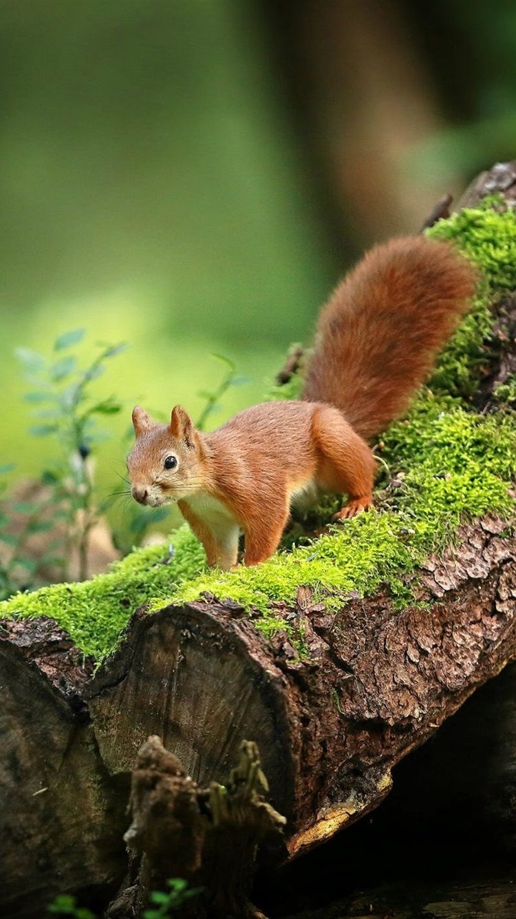 Eichhörnchen, Moos, Baumstamm, Wald, Natur, Hochformat, Hintergrundbild fürs Smartphone