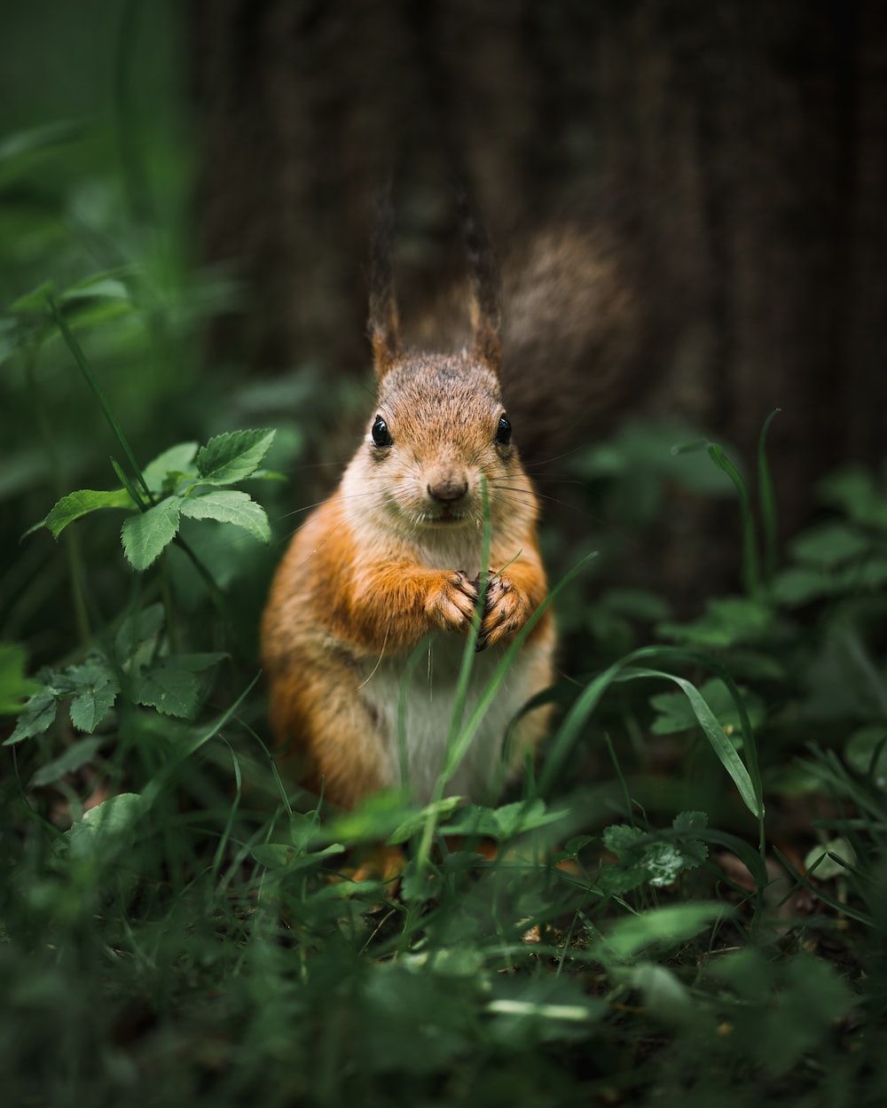 Eichhörnchen, Waldboden, Grünes Gras, Baumstamm, Wildtier, Hintergrundbild fürs Tablet