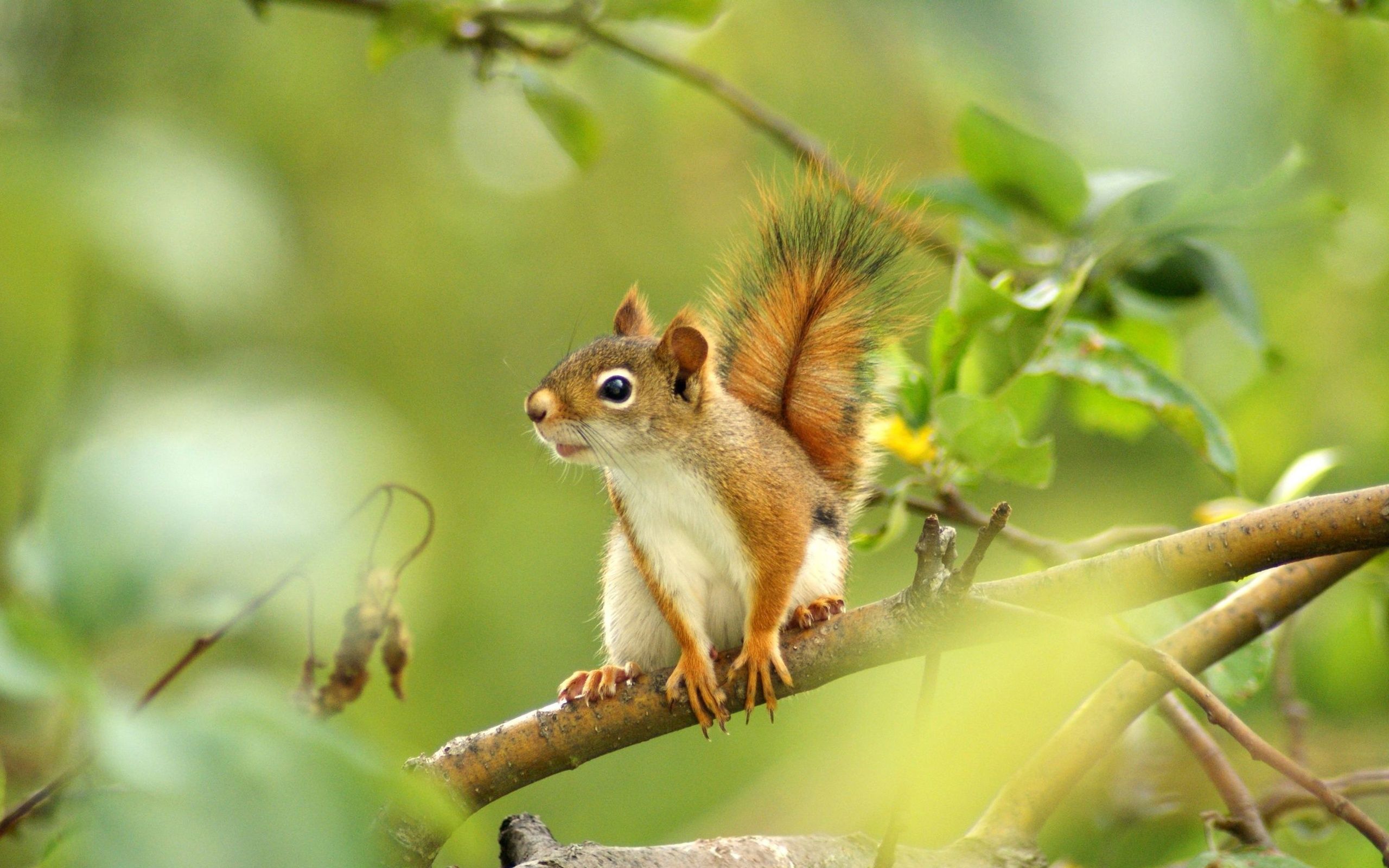 Eichhörnchen, Ast, Grüne Blätter, Frühling, Bokeh, 2K, Hintergrundbild für den PC