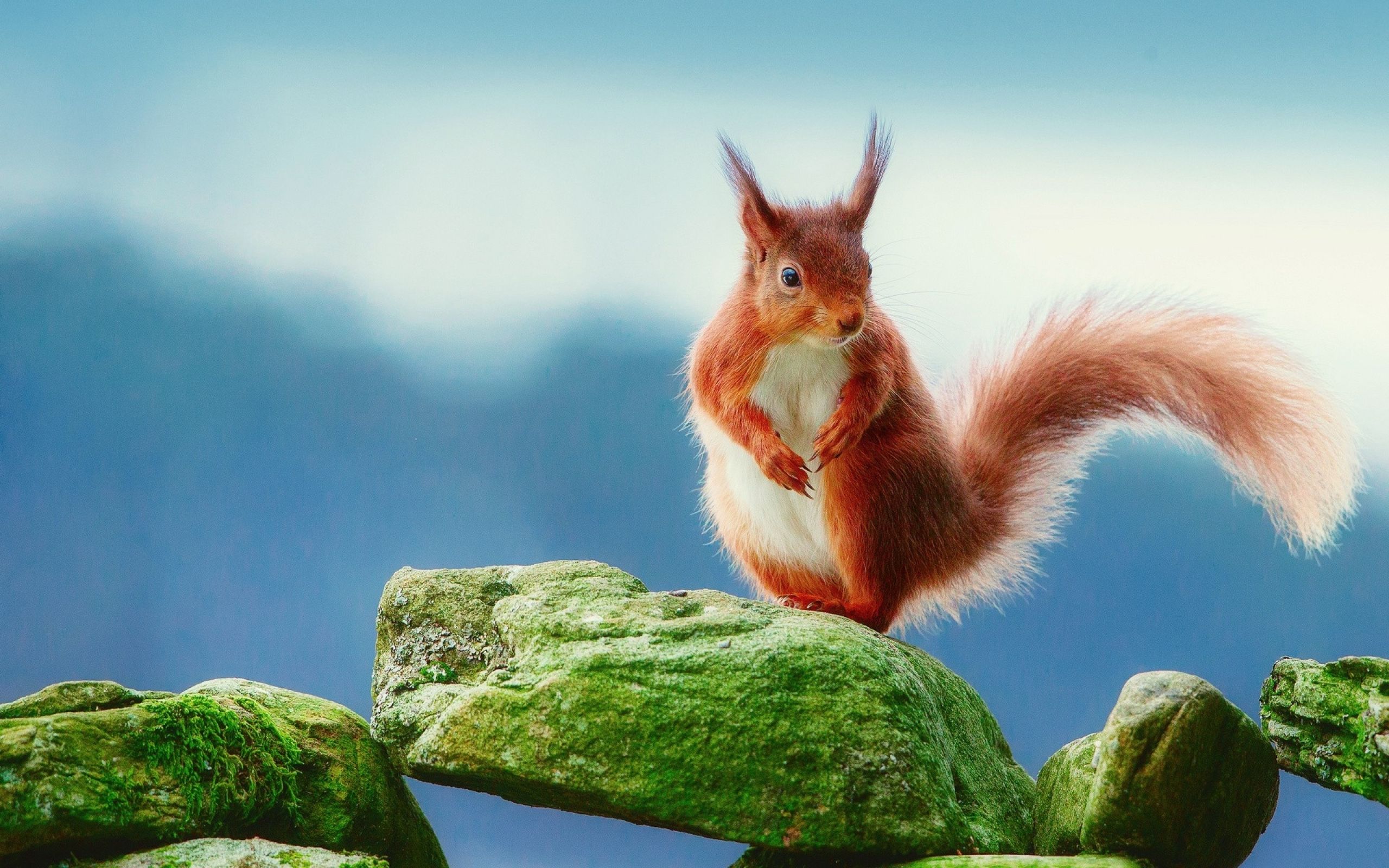 Rotes Eichhörnchen, Moosige Steine, Blauer Himmel, Pinselohren, Natur, 2K-Hintergrundbild für PC