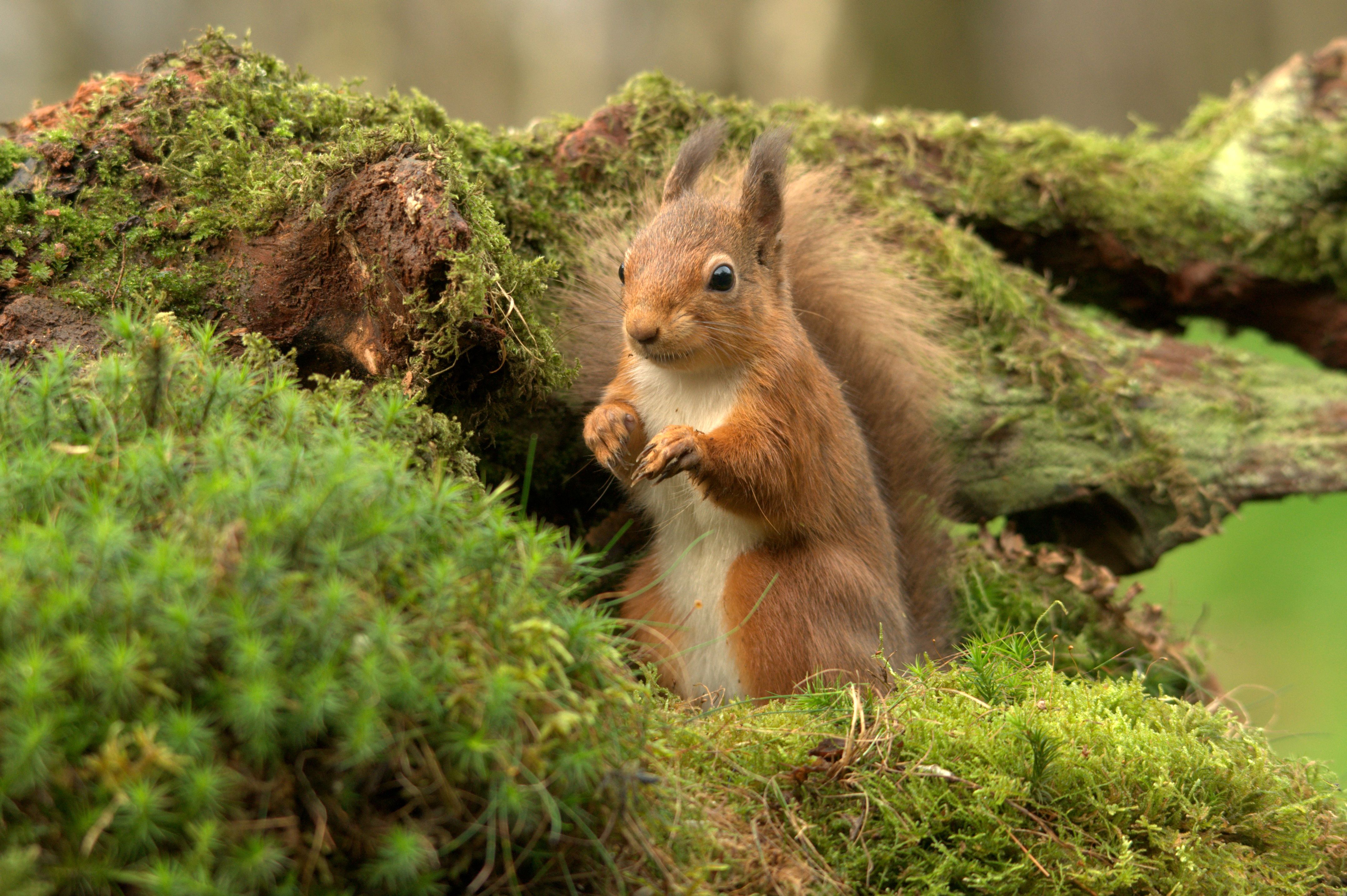 Eichhörnchen, Moos, Waldboden, Grün, Wildtier, 4K, Desktop-Hintergrund für Windows