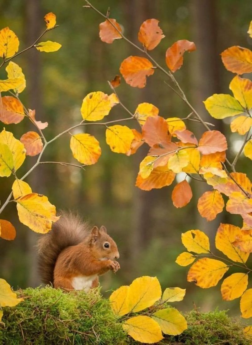 Eichhörnchen, Herbstblätter, Gelbes Laub, Wald, Herbst, Hintergrundbild für iPad und Tablet