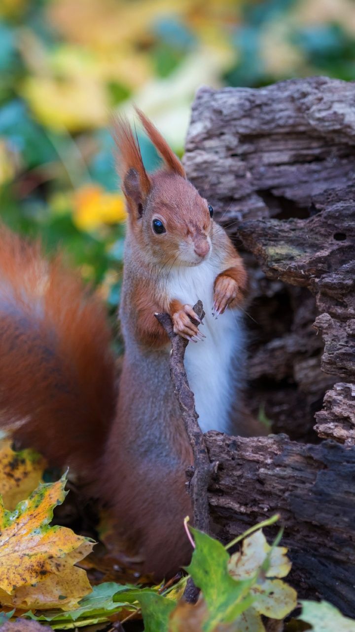Eichhörnchen, Baumrinde, Herbstlaub, Neugierig, Wald, HD, Handy-Hintergrund im Hochformat