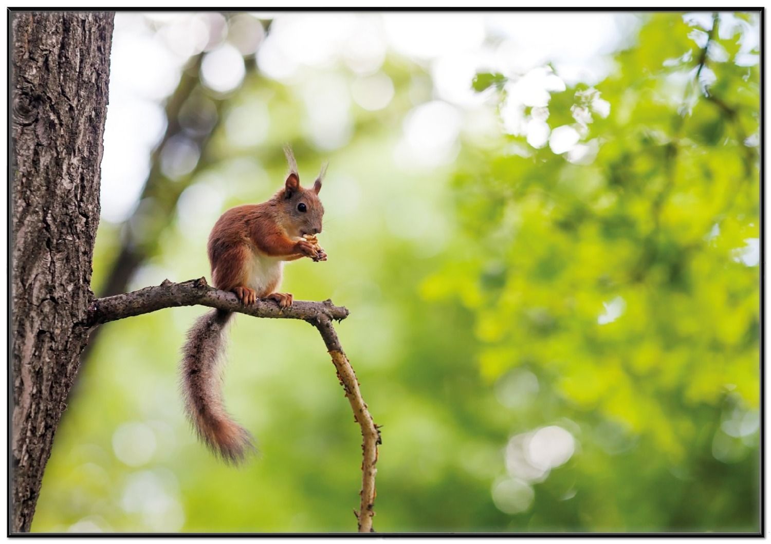 Eichhörnchen, Ast, Grüner Wald, Bokeh, Wildtier, HD, Desktop-Hintergrund für Windows