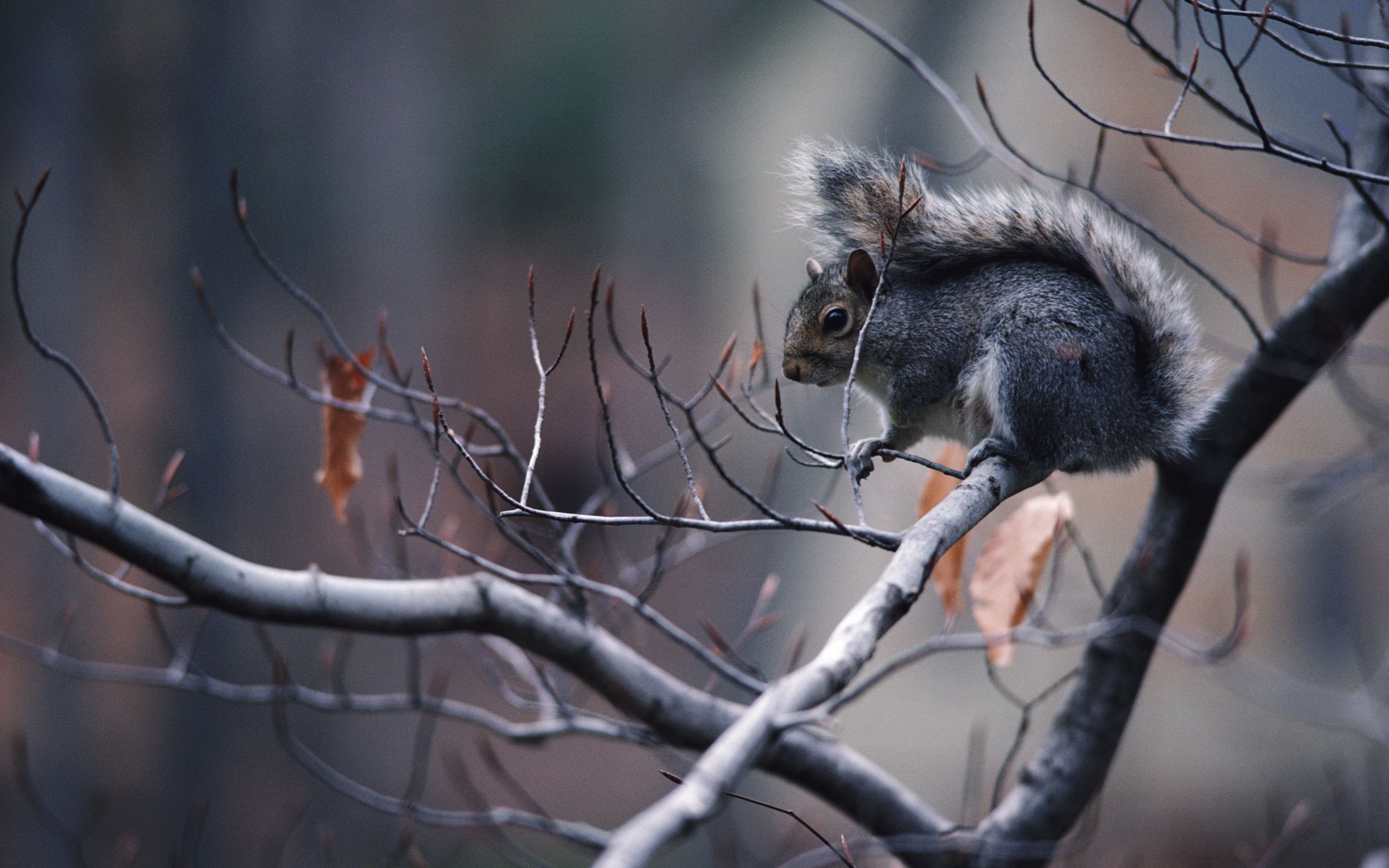 Grauhörnchen, Kahle Äste, Winter, Grau, Baum, 16:10, 2K-Hintergrundbild für den Desktop