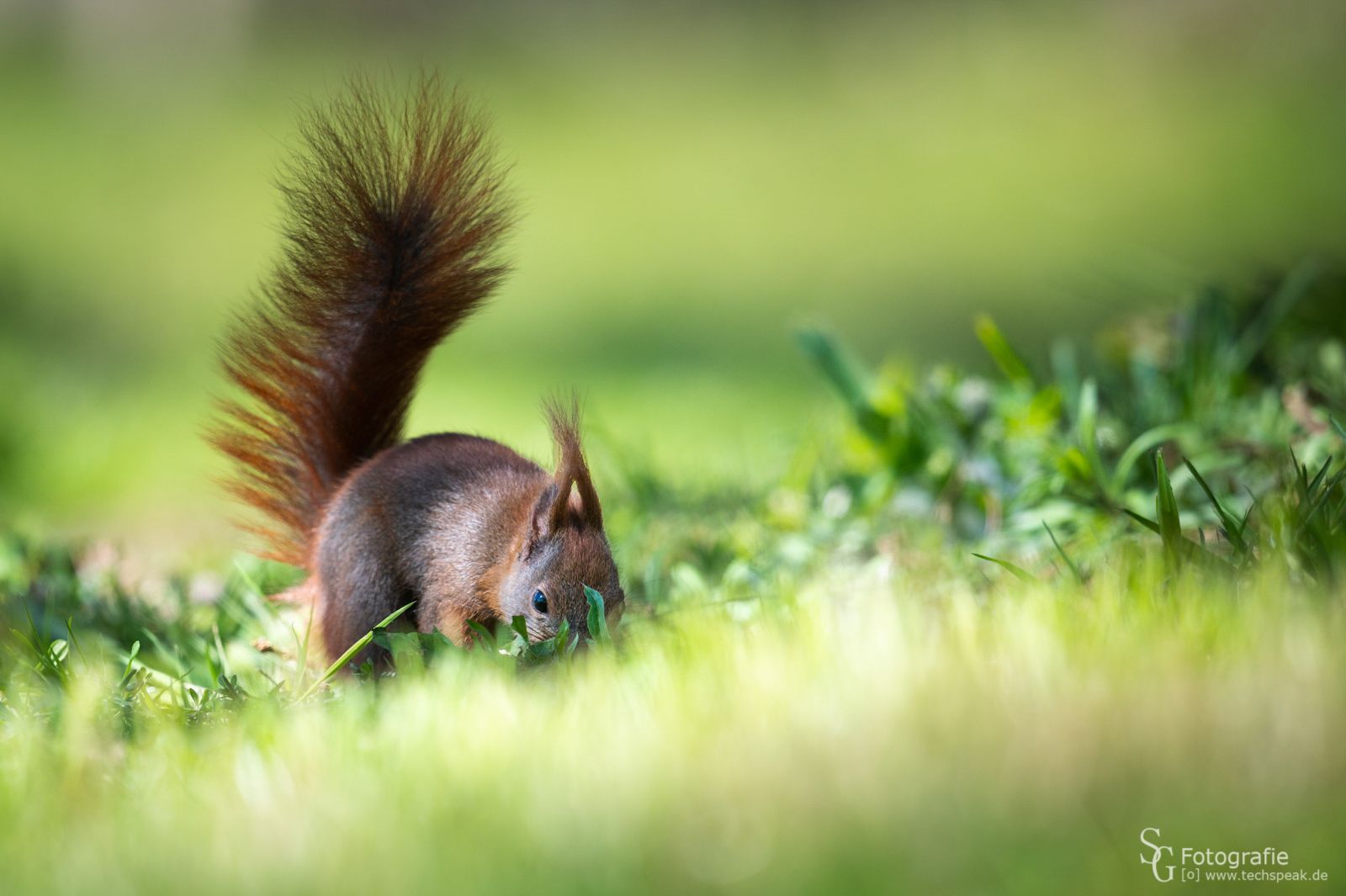 Eichhörnchen, Gras, Buschiger Schwanz, Wiese, Bokeh, HD, Hintergrundbild für den PC