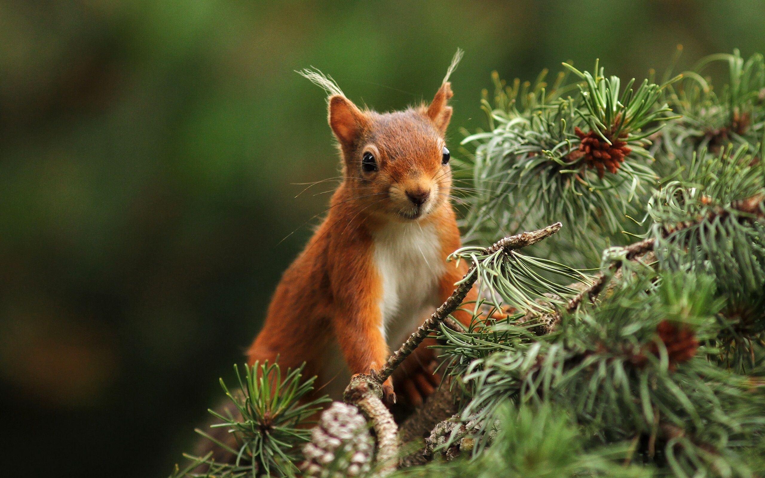 Eichhörnchen, Kiefernzweige, Zapfen, Nadelwald, Rotbraun, 2K, Laptop-Hintergrundbild