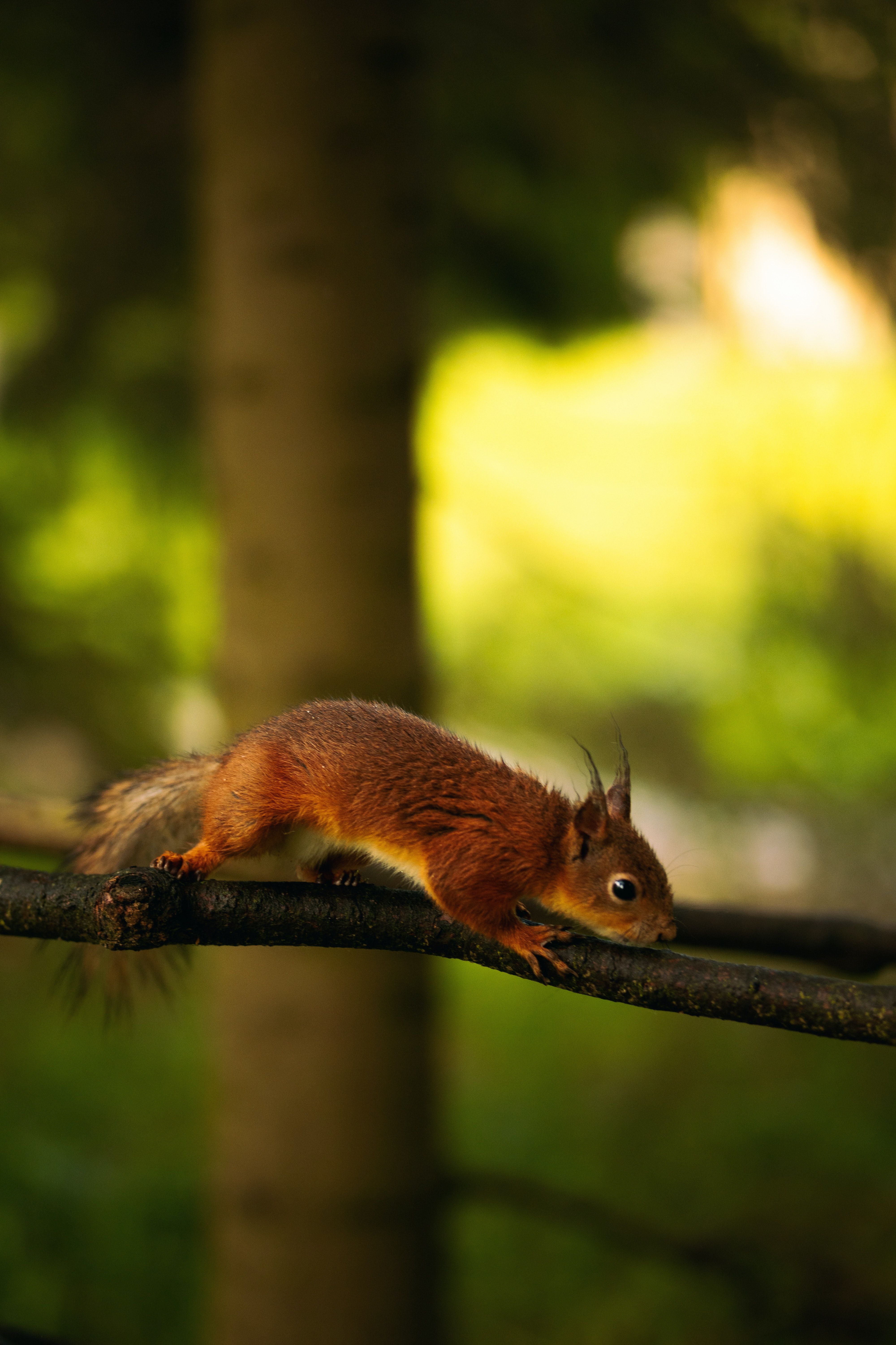 Eichhörnchen, Ast, Wald, Sonnenlicht, Grün, QHD+, Sperrbildschirm fürs iPhone