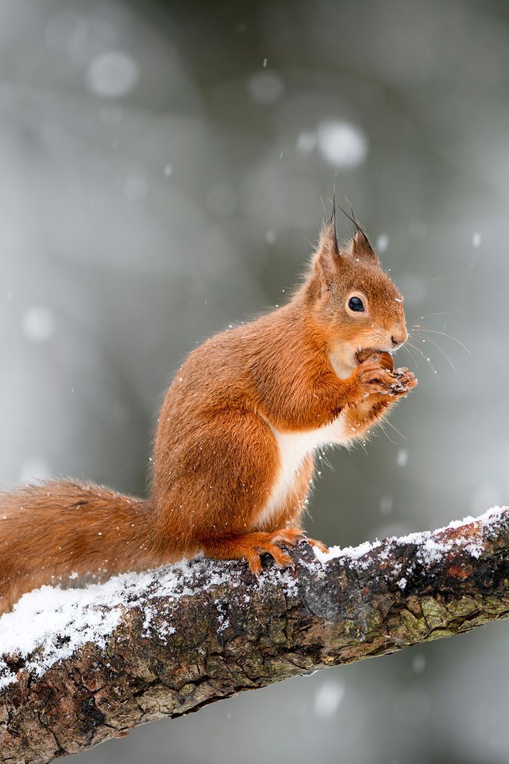 Eichhörnchen, Schneefall, Winter, Ast, Nuss, HD, Hintergrundbild fürs Handy