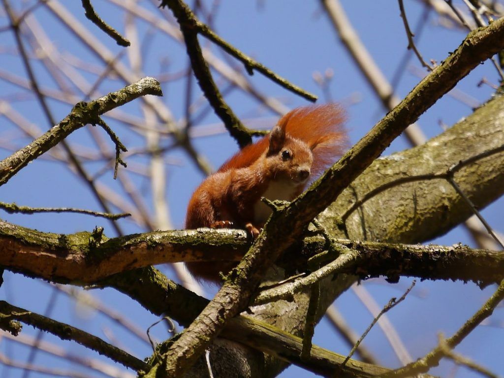 Eichhörnchen, Baumkrone, Äste, Blauer Himmel, Rotes Fell, Hintergrundbild fürs iPad