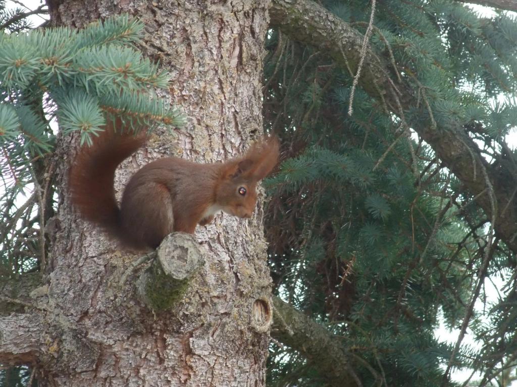 Eichhörnchen, Fichte, Baumstamm, Klettern, Nadelbaum, Hintergrundbild für iPad und Tablet