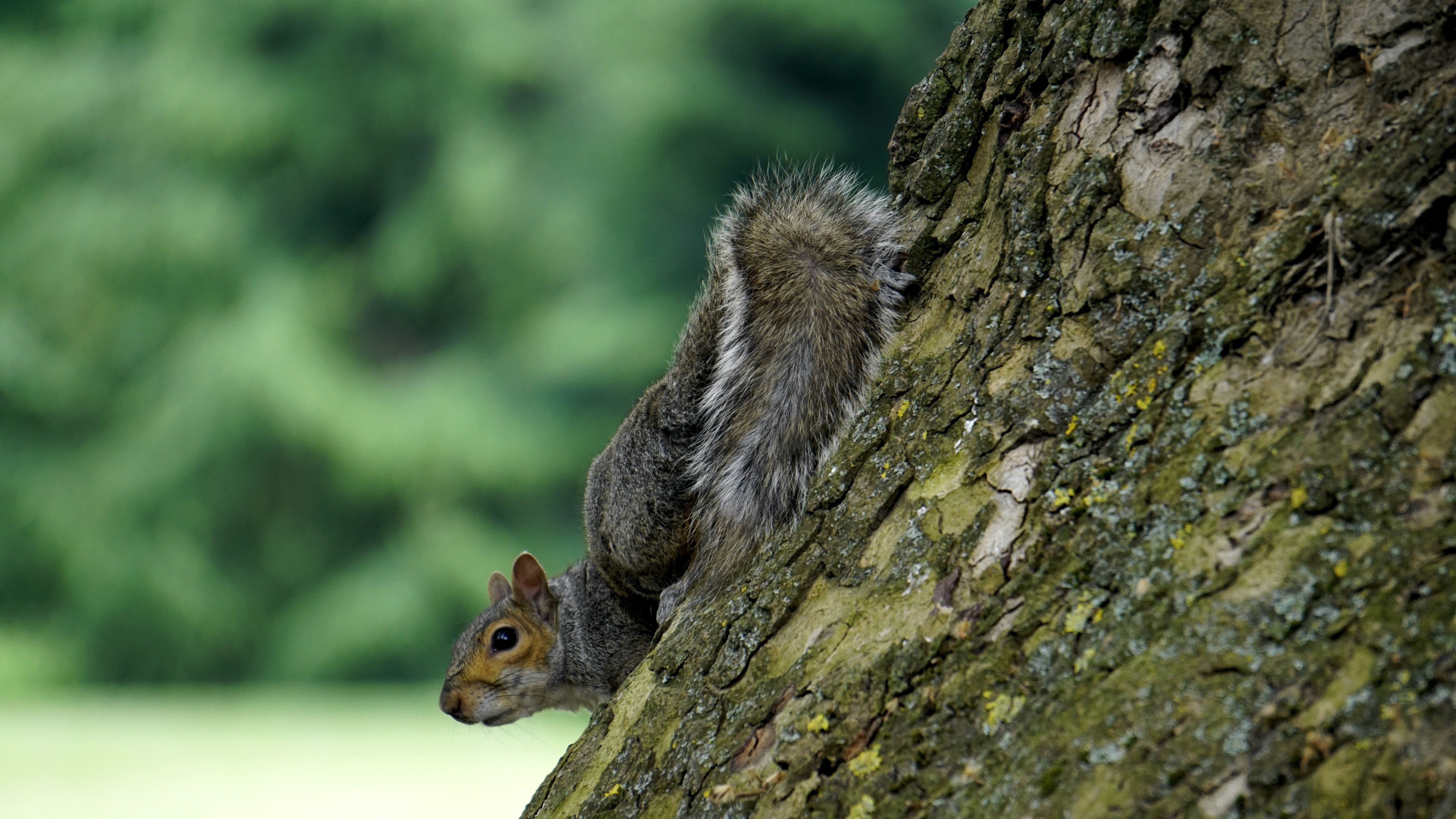 Grauhörnchen, Baumstamm, Moos, Kopfüber, Grün, 6K, Hintergrundbild für den PC
