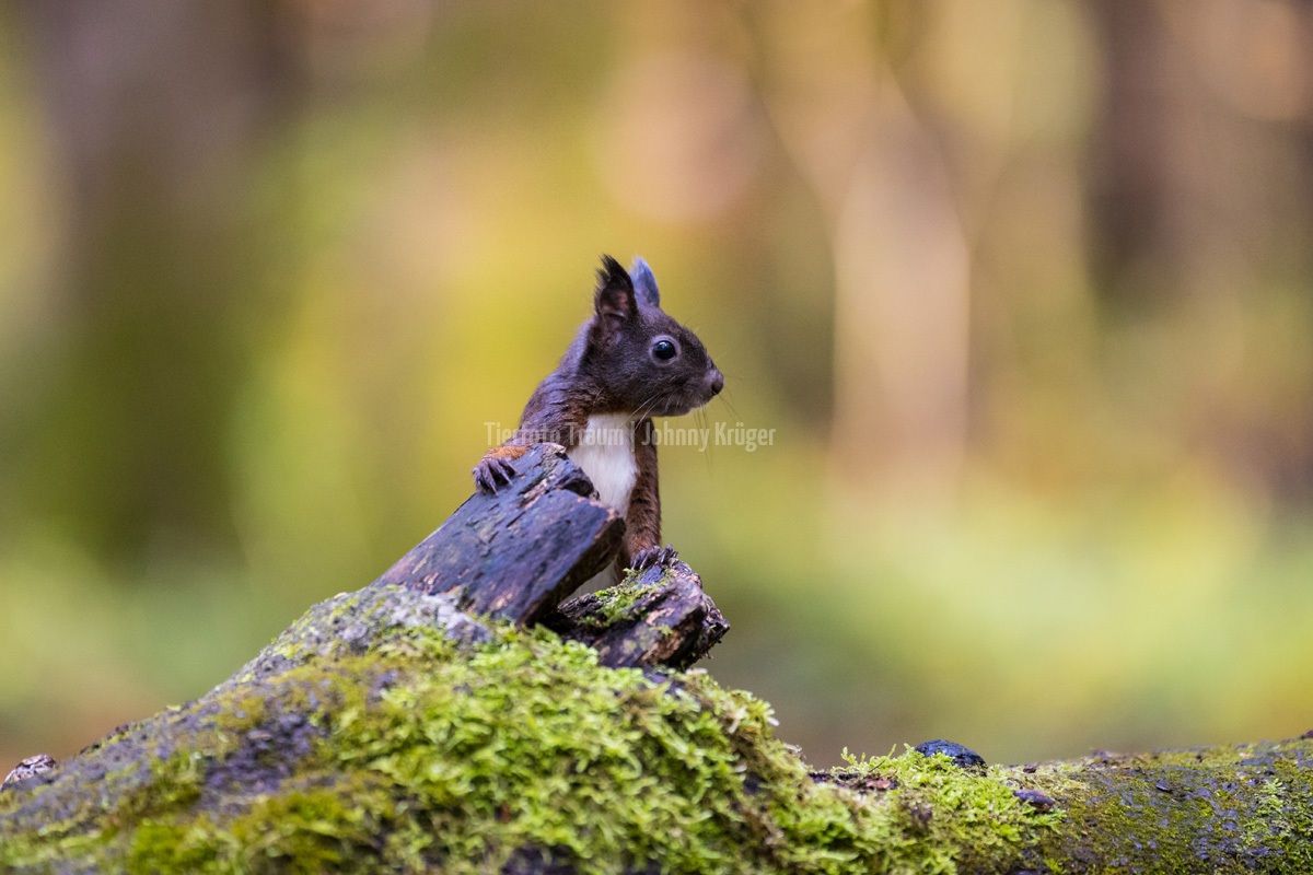 Schwarzes Eichhörnchen, Moosiger Stamm, Wald, Bokeh, Wildtier, Hintergrund