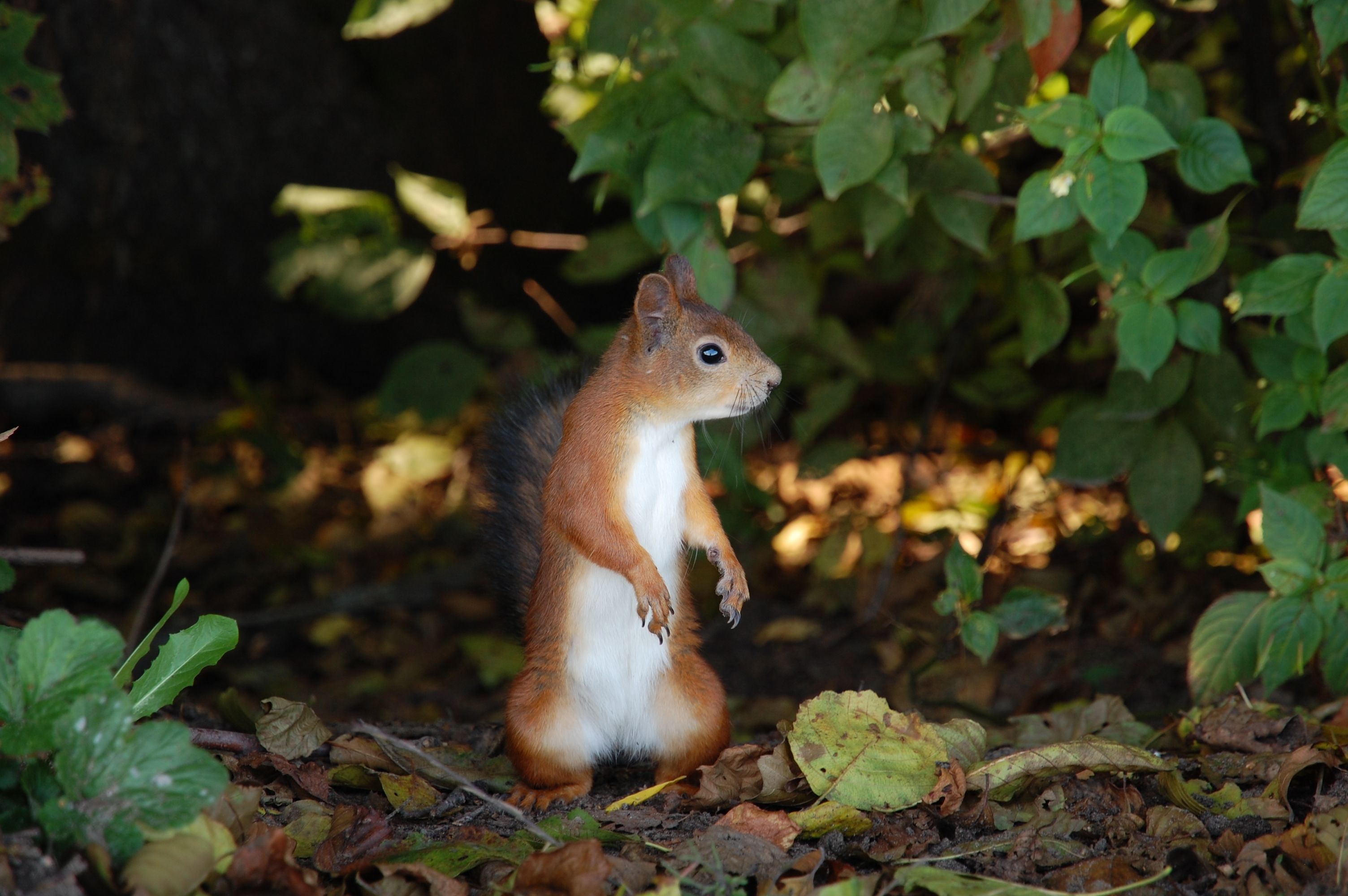 Eichhörnchen, Aufrecht, Laubboden, Grüne Sträucher, Wald, 2K, PC-Hintergrundbild