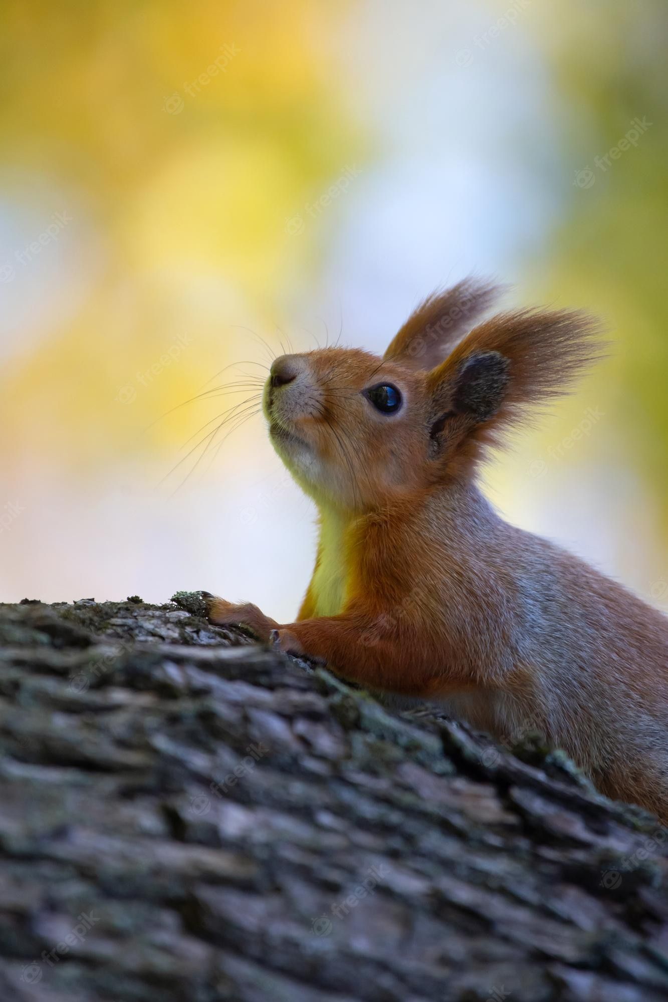Eichhörnchen, Pinselohren, Baumstamm, Herbst, Profil, Full HD, Hintergrundbild fürs Handy