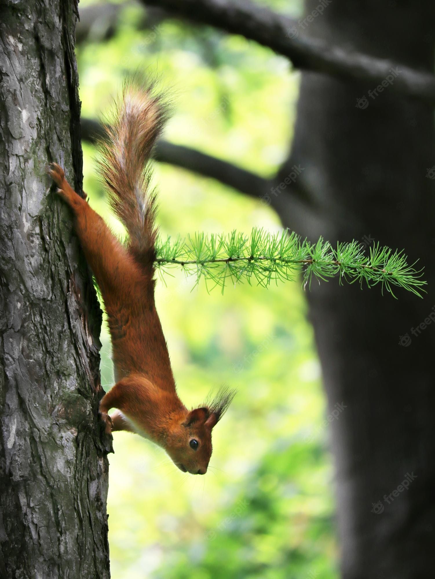 Eichhörnchen, Baumstamm, Klettern, Wald, Kopfüber, QHD+, iPad-Hintergrundbild
