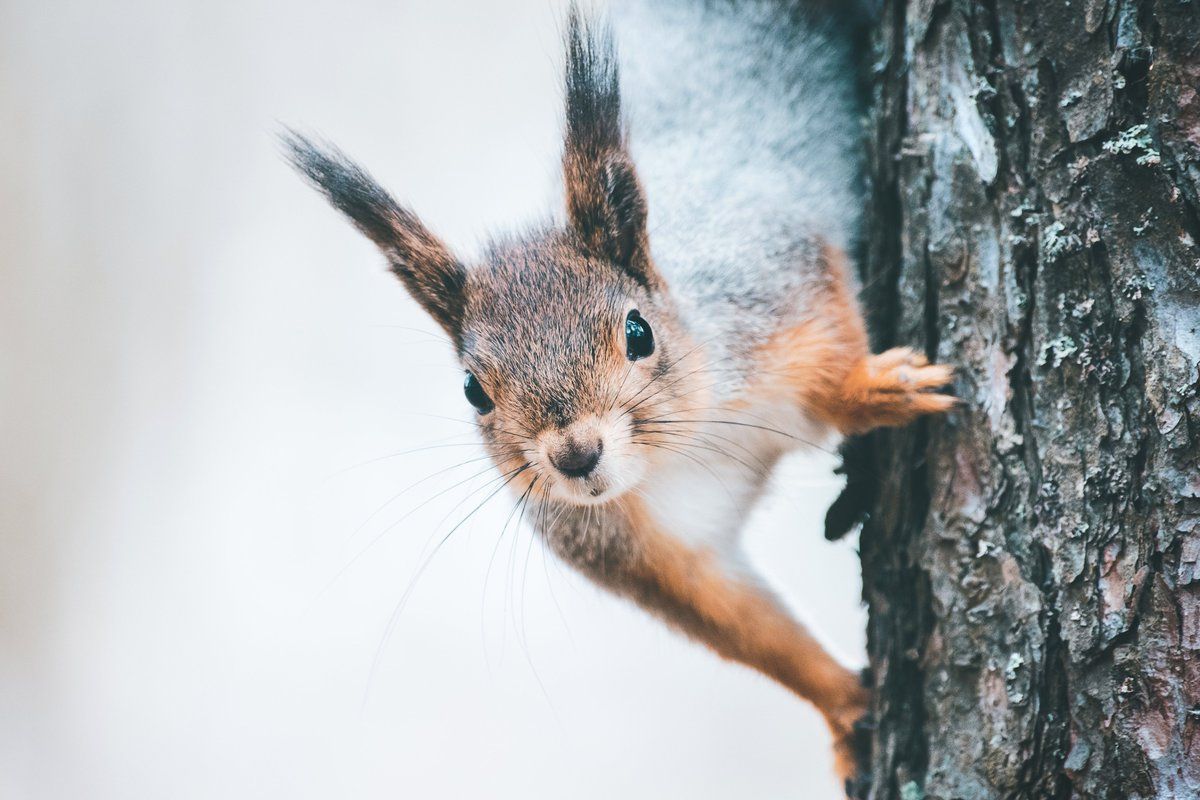 Eichhörnchen, Nahaufnahme, Baumrinde, Pinselohren, Neugierig, Hintergrundbild