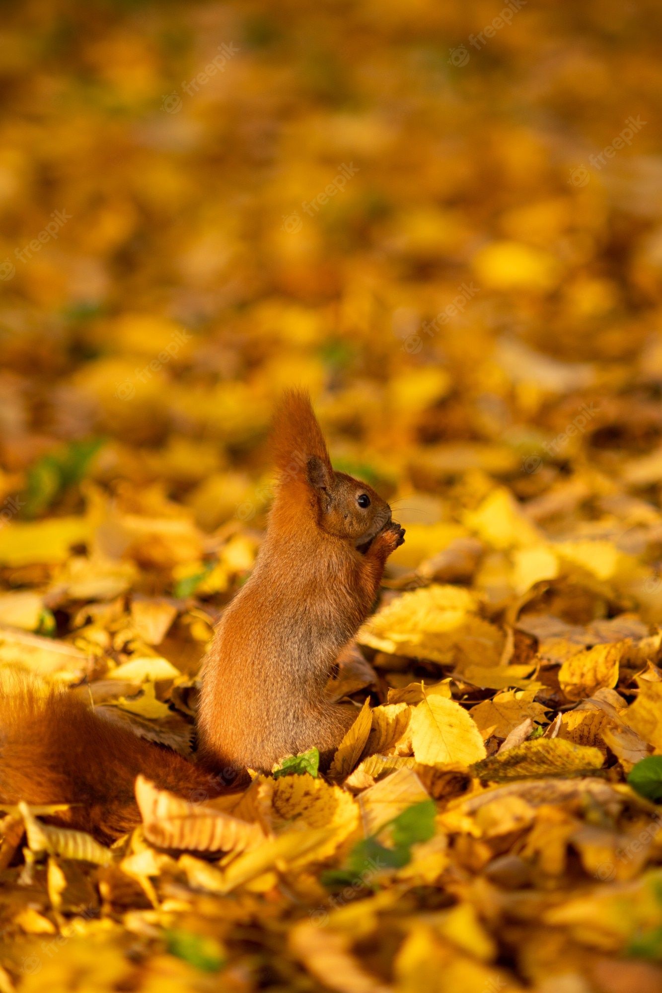 Eichhörnchen, Gelbes Laub, Herbst, Waldboden, Goldtöne, Full HD, Handy-Hintergrund im Hochformat