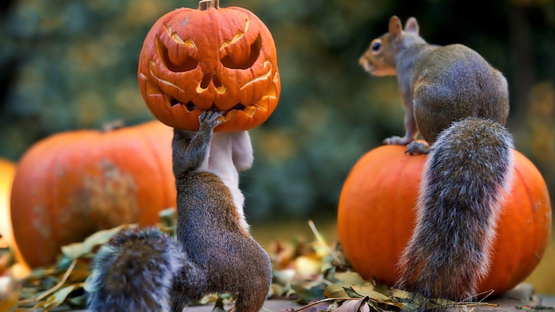 Halloween, Kürbisse, Jack-o'-Lantern, Grauhörnchen, Herbst, Full HD, Laptop-Hintergrundbild