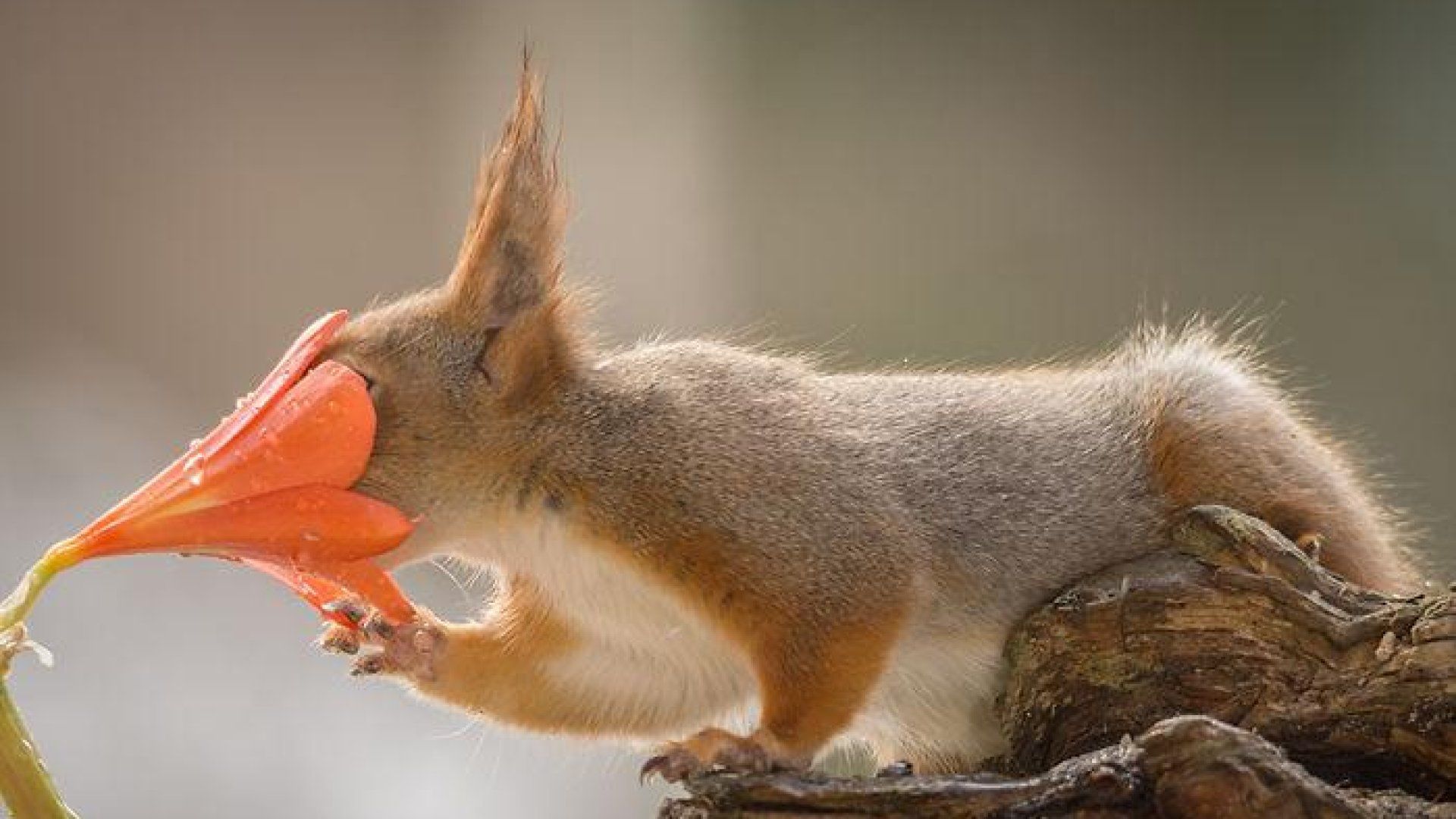 Eichhörnchen, Rote Blüte, Lilie, Ast, Lustig, Full HD 1080p, Desktop-Hintergrundbild