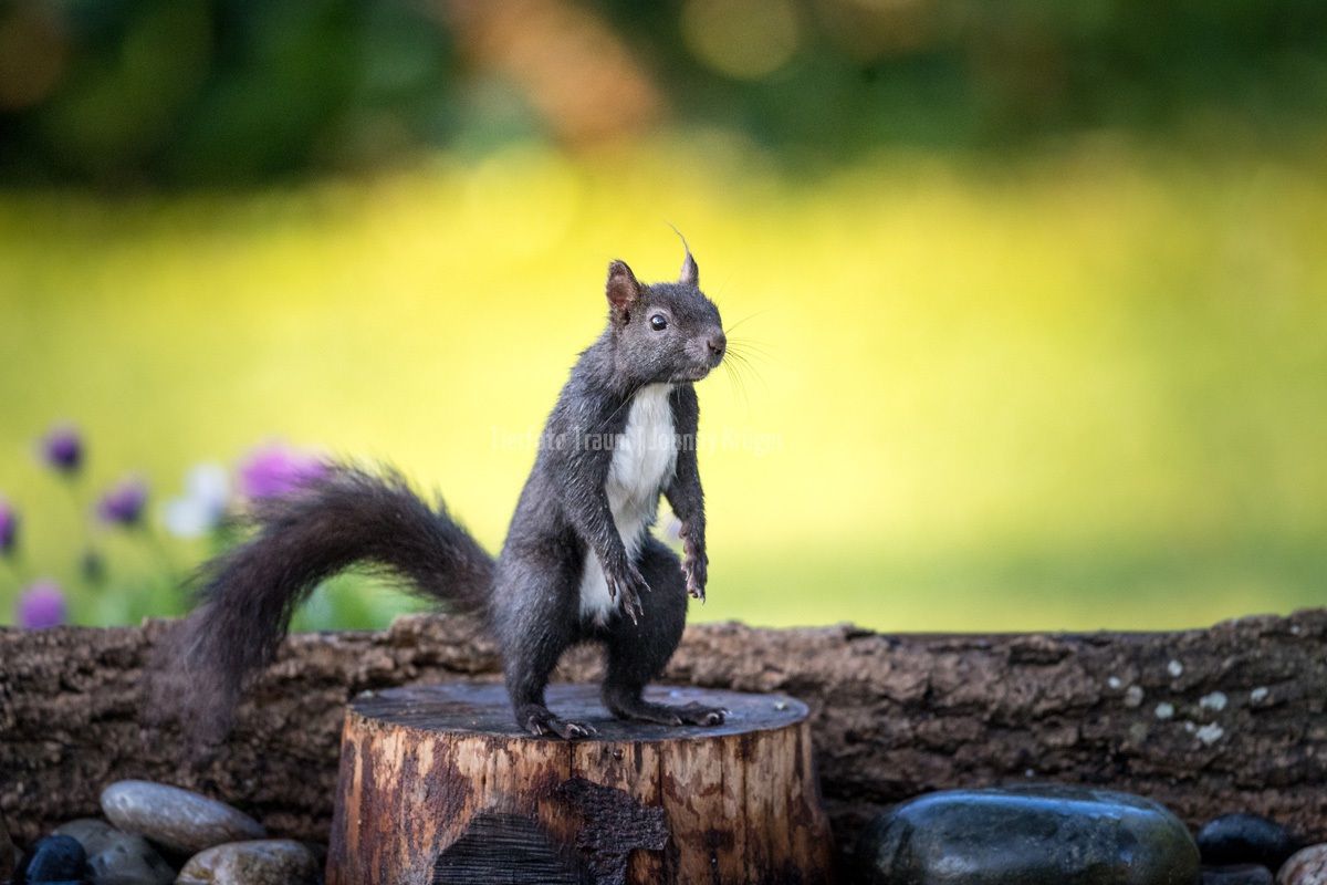 Schwarzes Eichhörnchen, Baumstumpf, Aufrecht, Grüner Hintergrund, Bokeh, Wallpaper