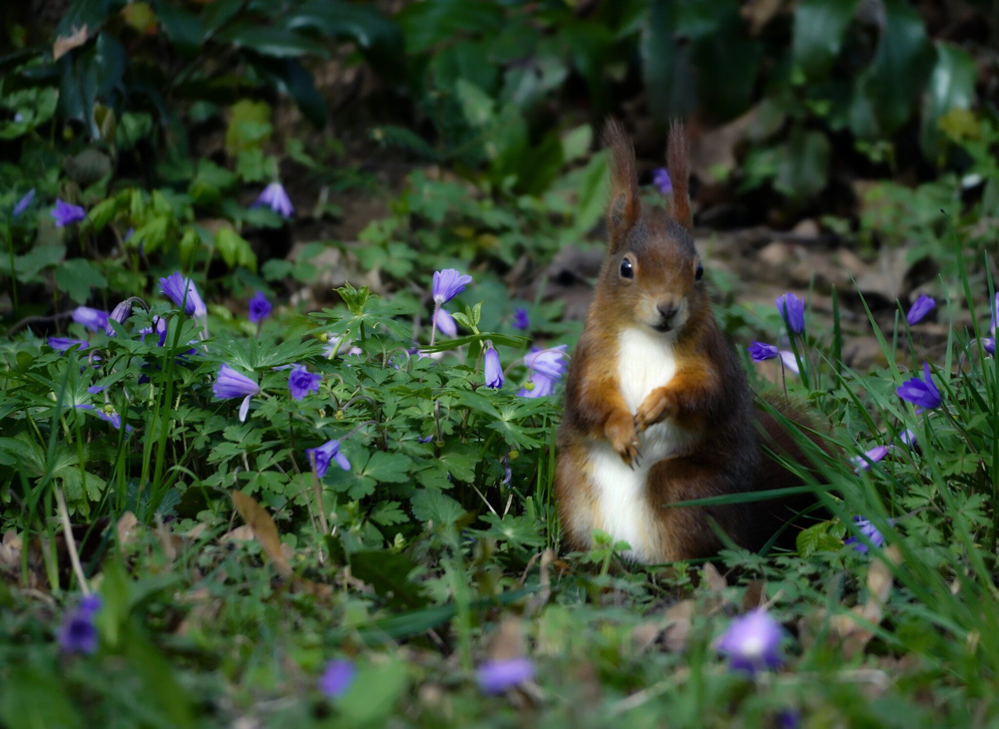 Eichhörnchen, Lila Blumen, Waldboden, Grün, Frühling, Full HD, Desktop-Hintergrund für Windows