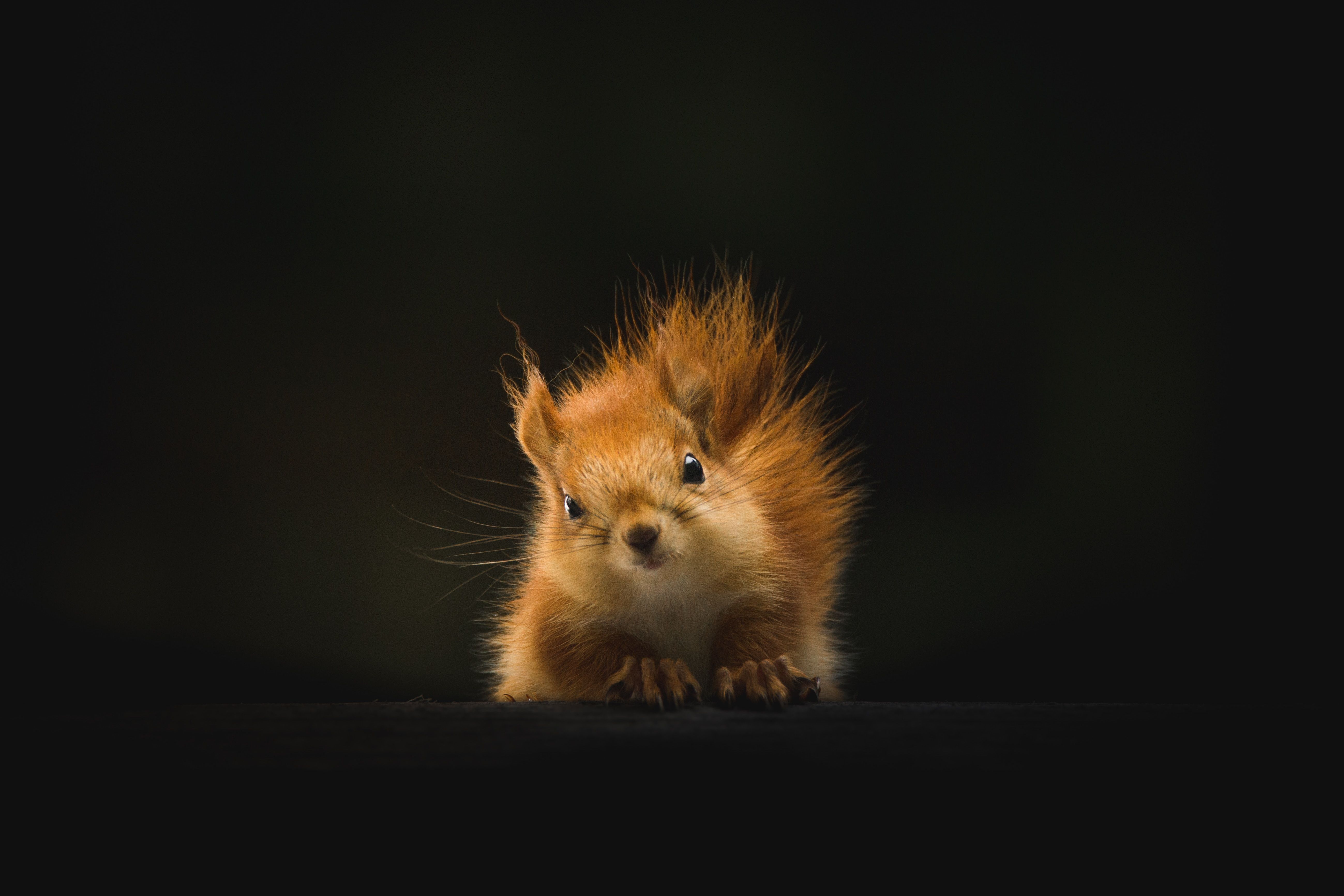 Eichhörnchen, Schwarzer Hintergrund, Flauschiges Fell, Orange, Porträt, 5K Wallpaper