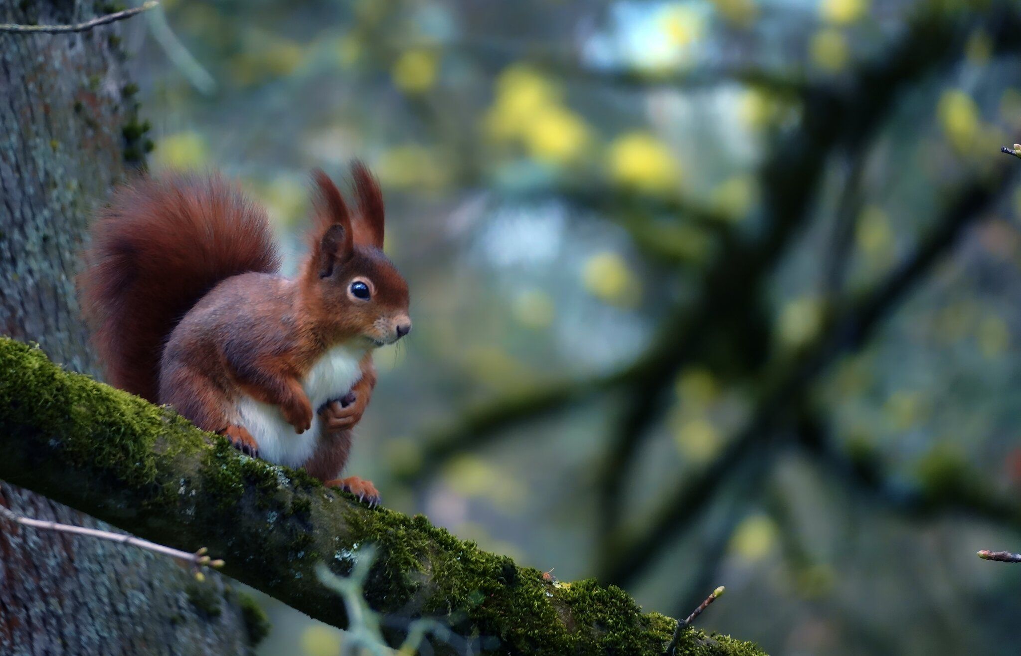 Eichhörnchen, Moosiger Ast, Wald, Bokeh, Wildtier, Full HD, Desktop-Hintergrund für Windows