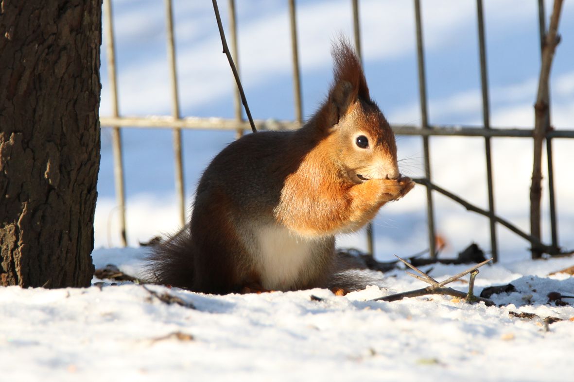 Eichhörnchen, Schnee, Winter, Zaun, Fressen, Hintergrund