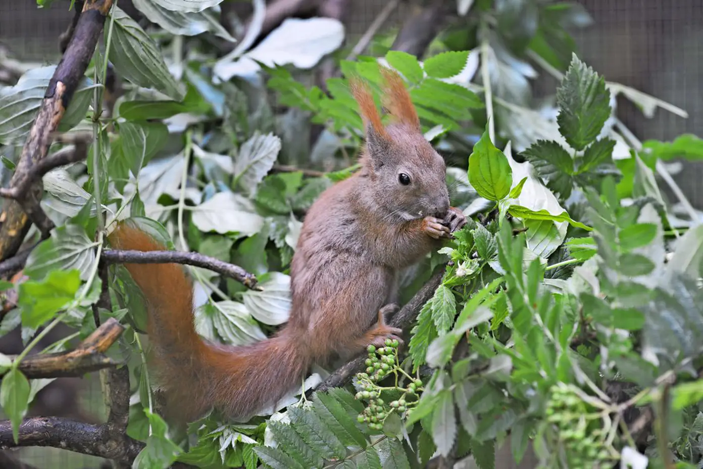 Eichhörnchen, Blätter, Strauch, Grün, Wildtier, HD, Hintergrundbild für den PC