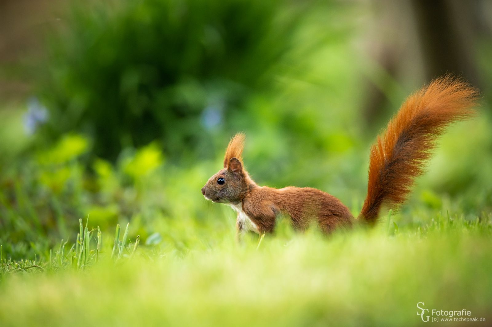 Eichhörnchen, Grüne Wiese, Buschiger Schwanz, Bokeh, Sommer, HD, Laptop-Hintergrundbild