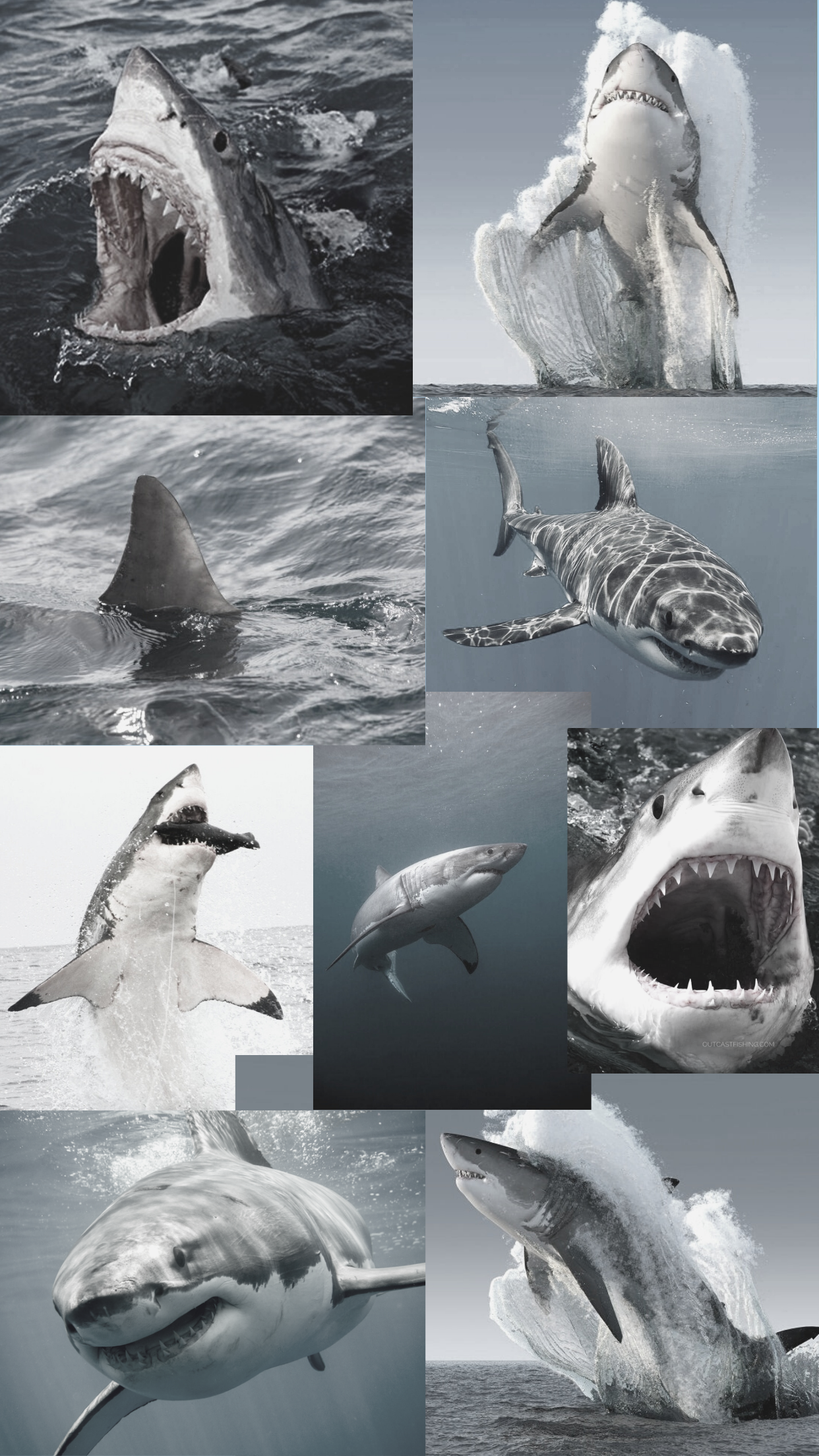 Weißer Hai, Collage, Schwarz-Weiß, Zähne, Maul, Hintergrundbild für iPhone und Android
