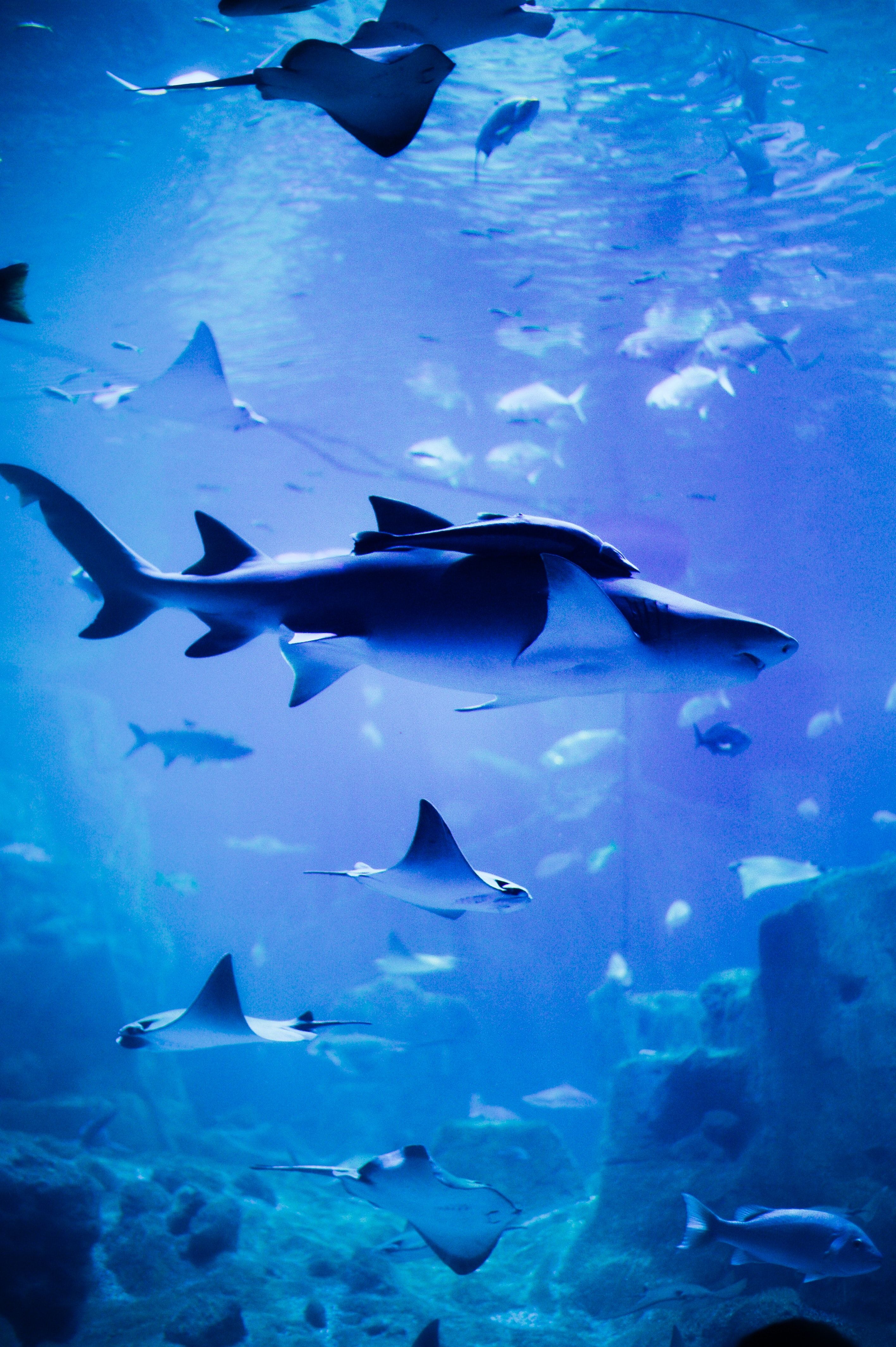 Haie, Aquarium, Rochen, Fische, Blau, QHD+, Hintergrundbild fürs Handy