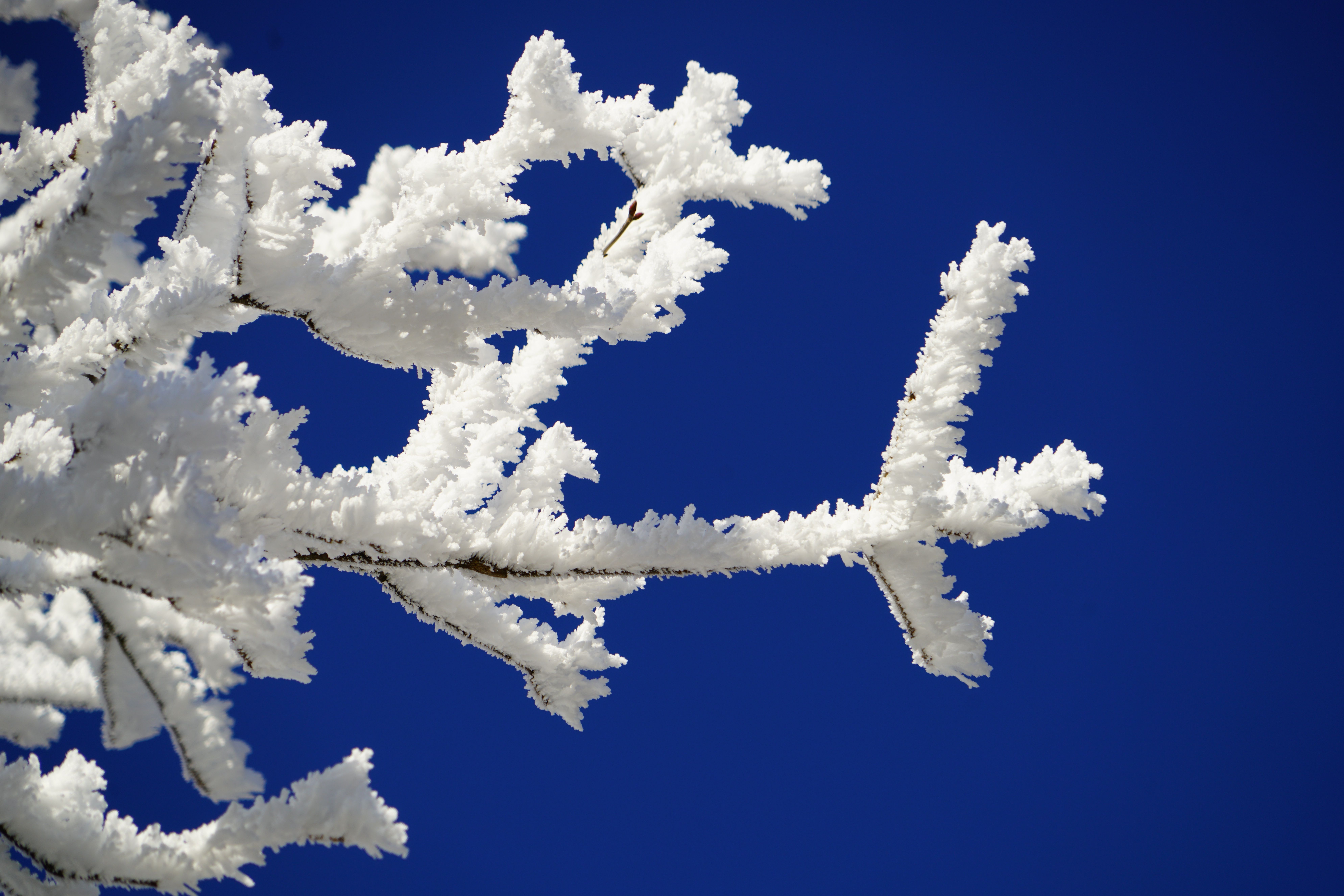 Raureif, Zweig, Dunkelblauer Himmel, Frost, Nahaufnahme, 8K, Laptop-Hintergrundbild